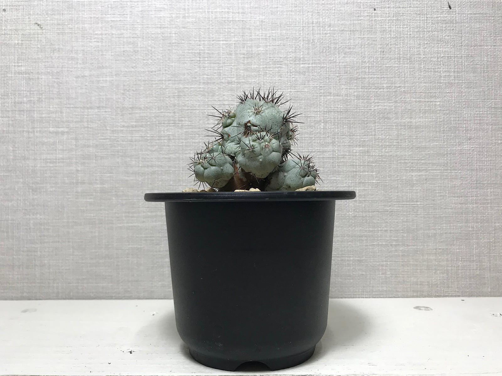 オルテゴカクタス マクドガリー