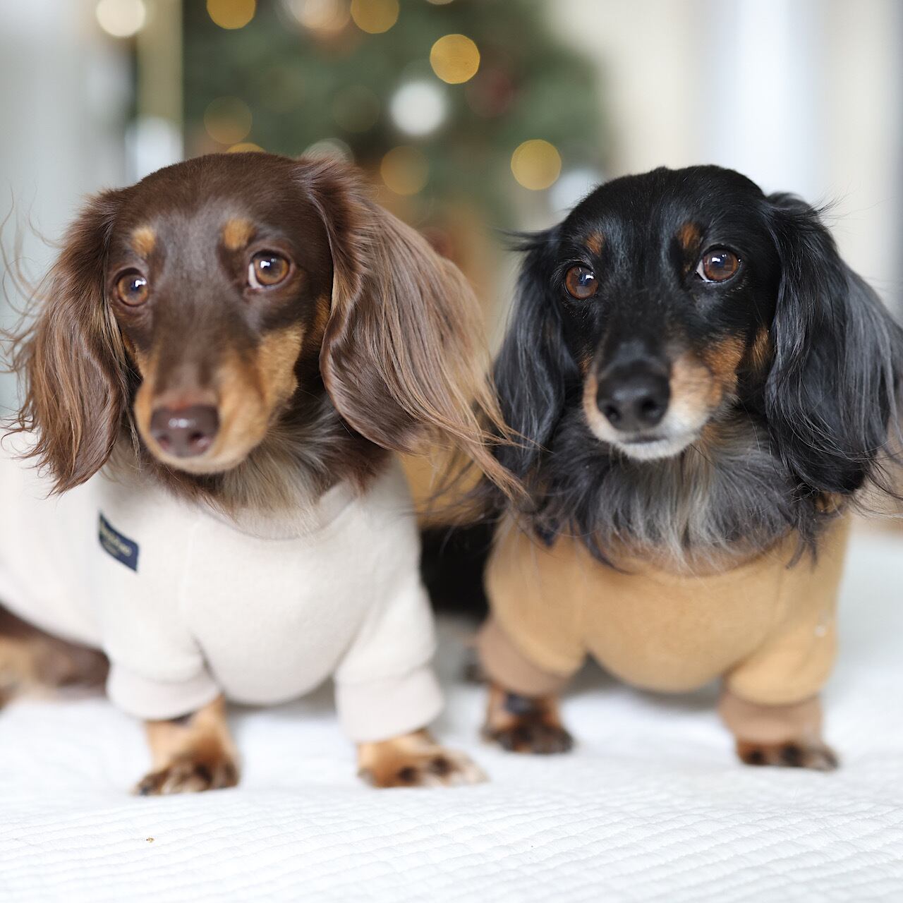 ラグランフリース | カニンヘンダックスとミニチュアダックス専門のお