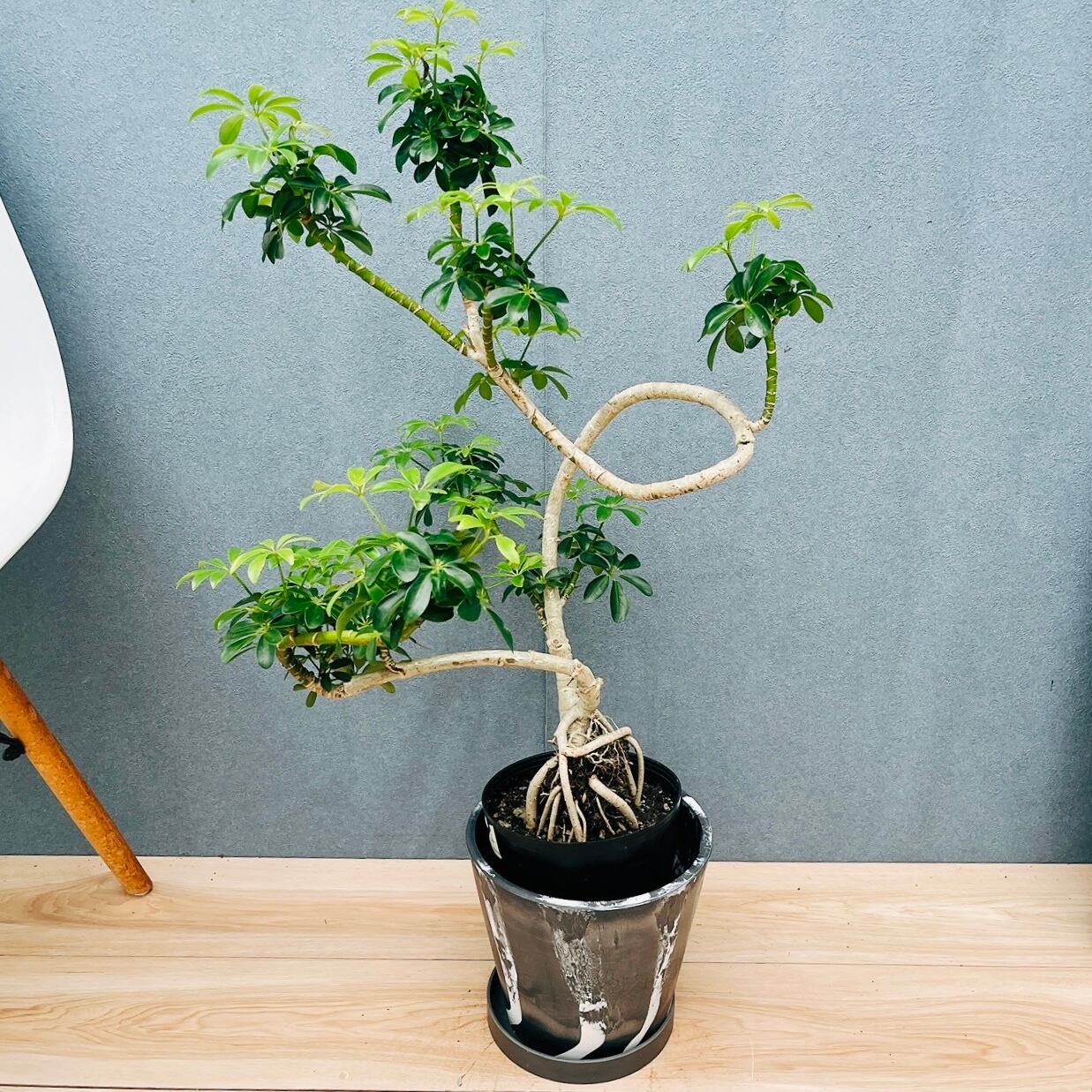 現品］【珍しい】96番 ブコニア レクルバータ バリエガータ 7号 観葉