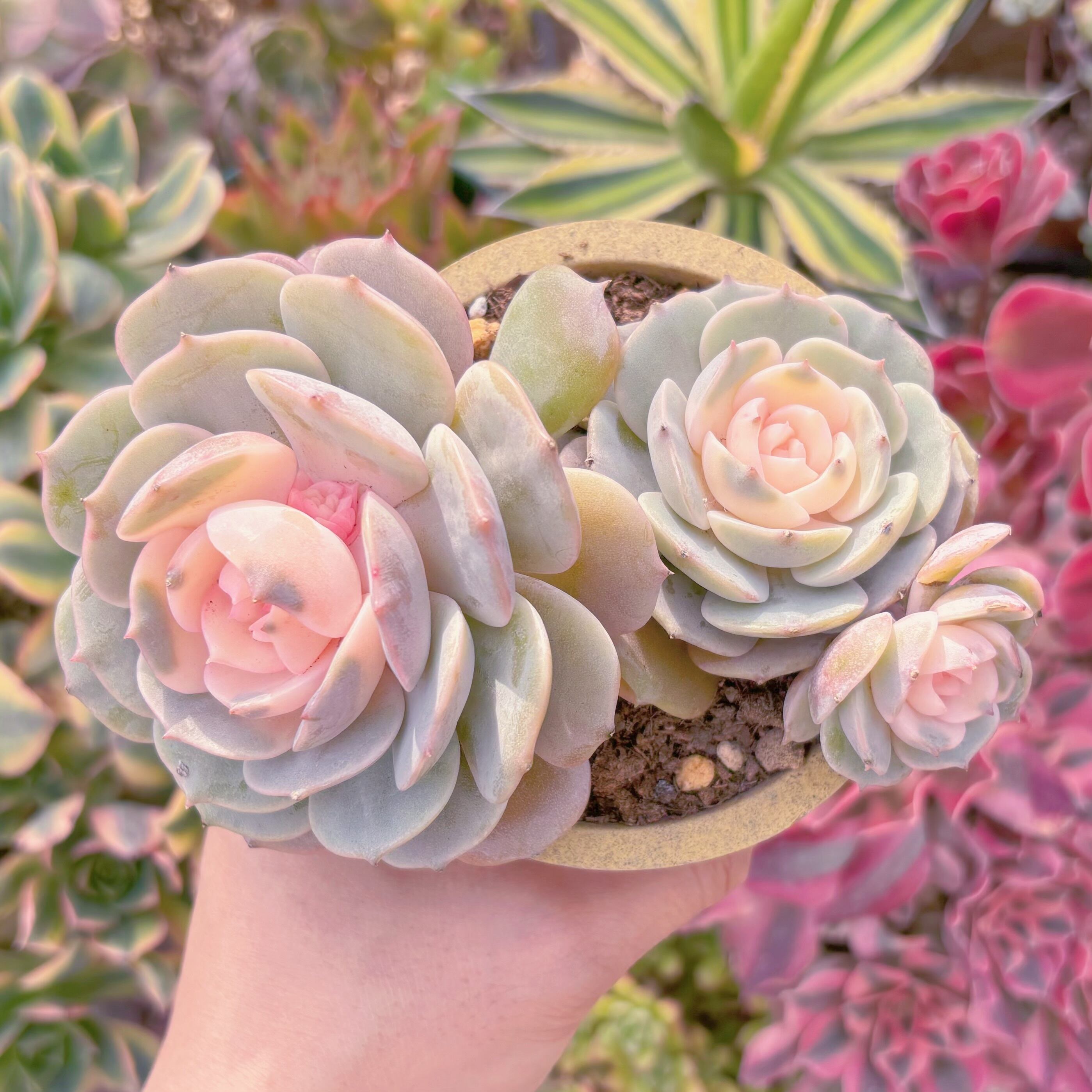 現品　ローラ錦#601　群生　るる農園