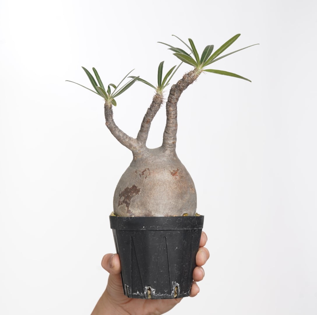 パキポディウム　グラキリス　発根済み パキポディウム・グラキリス【発根済】