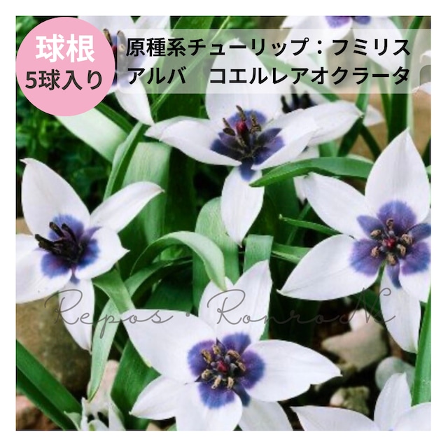 チューリップ（原種系）：フミリス　アルバ　コエルレアオクラータ（5球セット）希少　幻のチューリップ　