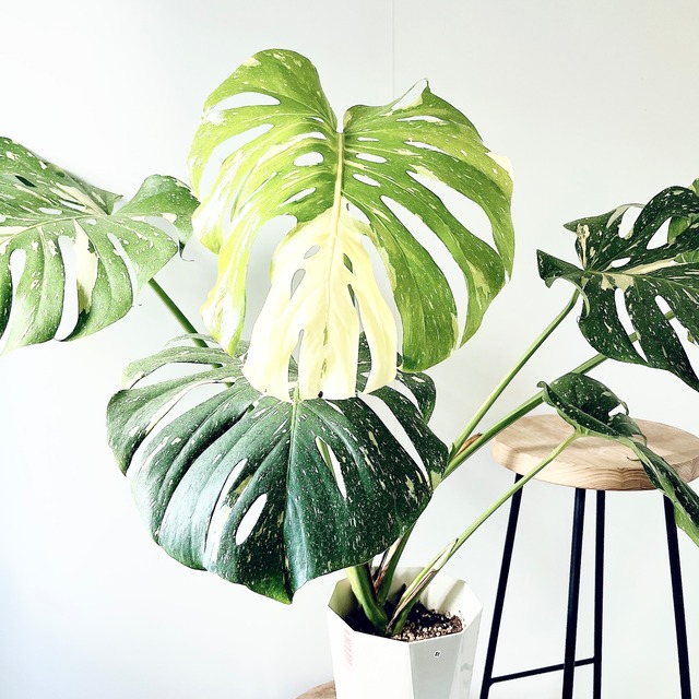 【Luxury Plants】希少株 フィカス アフリカンプリンス 陶器鉢仕立て