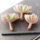 カット苗 インブリカータ錦 Echeveria 'Imbricata Variegated'