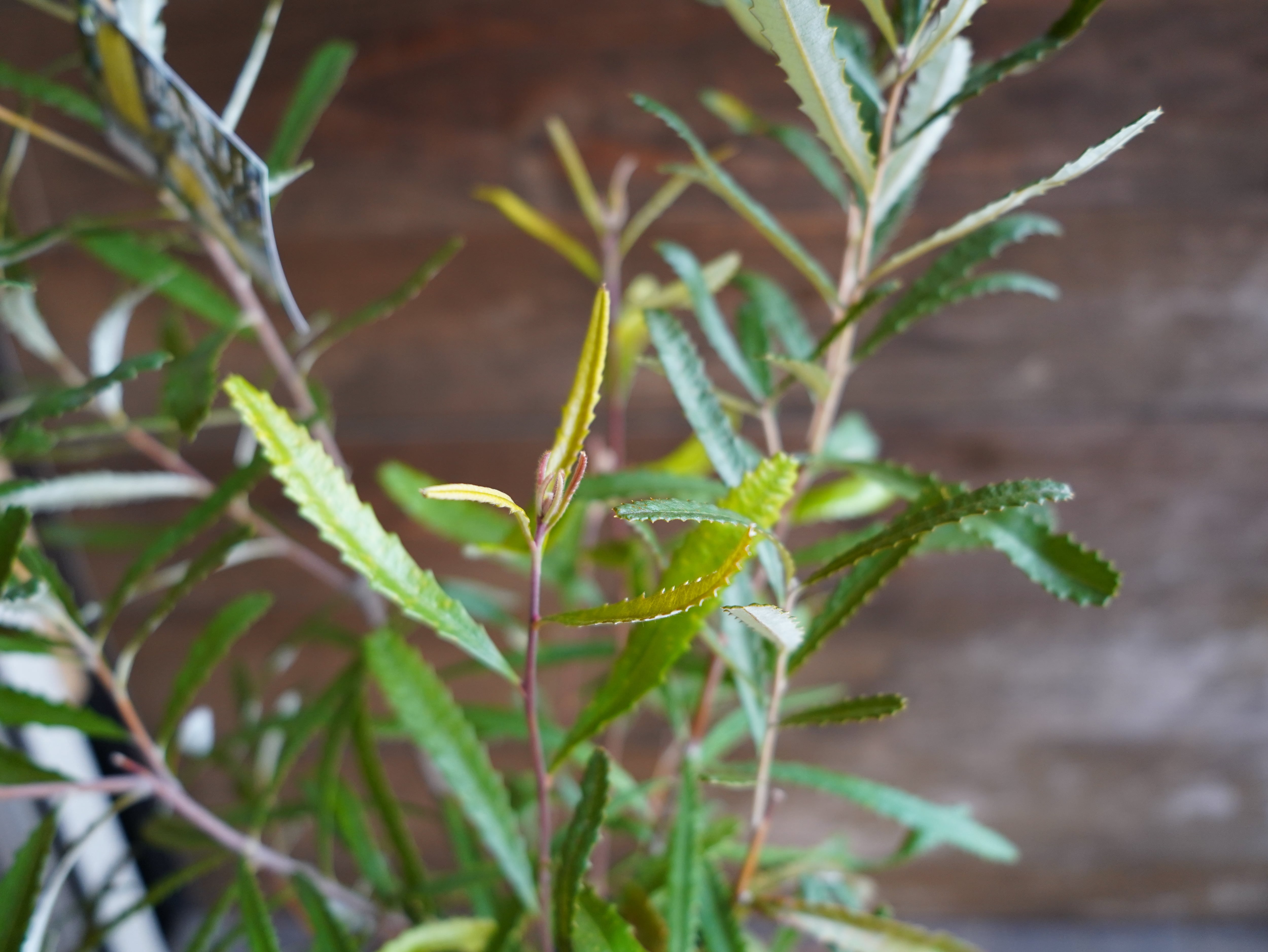 【現物】バンクシア　”オブロンギフォリア”　A