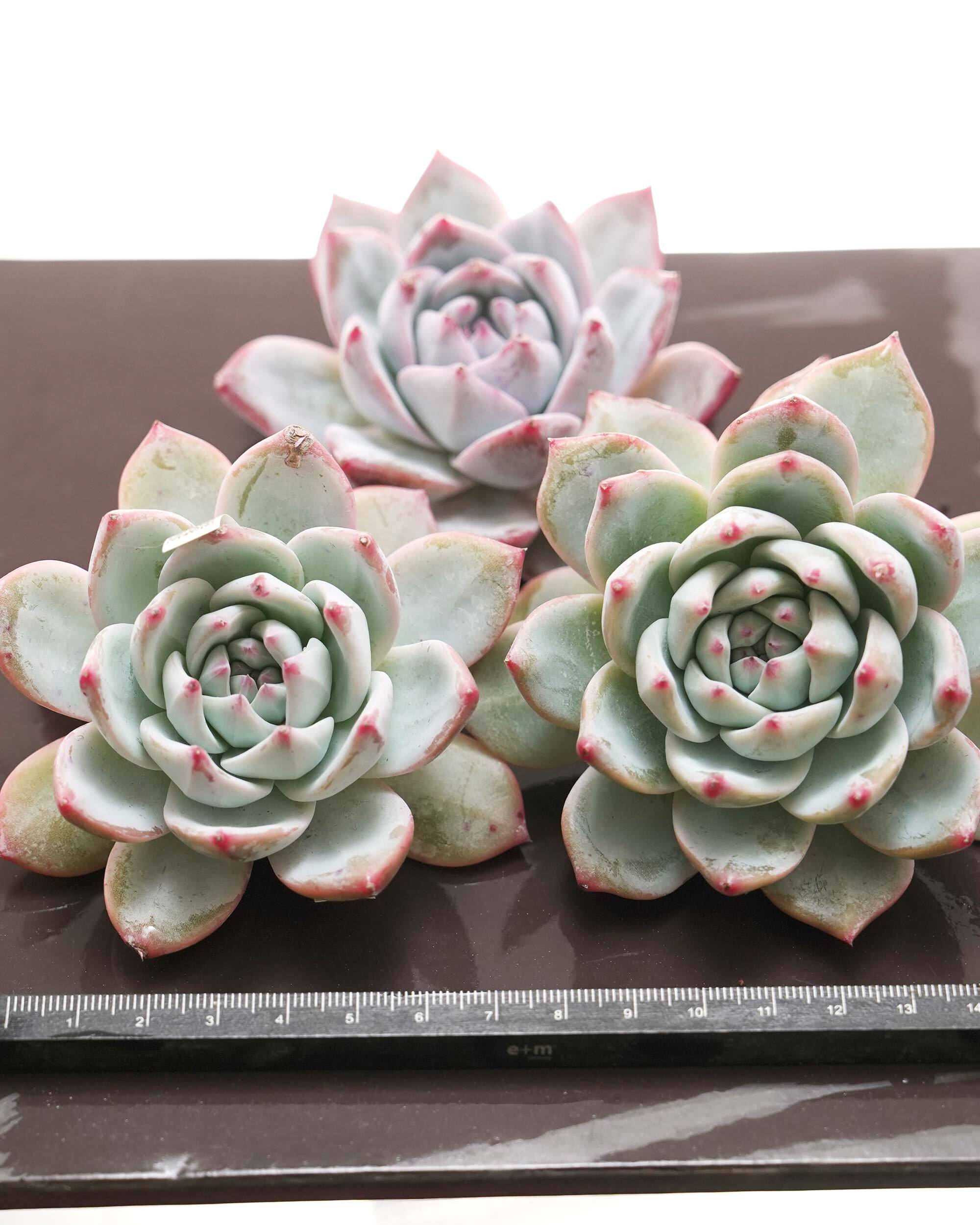 カット苗 ブルーバード 標準サイズ Echeveria 'Blue Bird' | PUKUBOOK