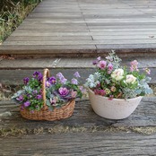 2026年 季節の花苗 寄せ植え福袋 3,300円