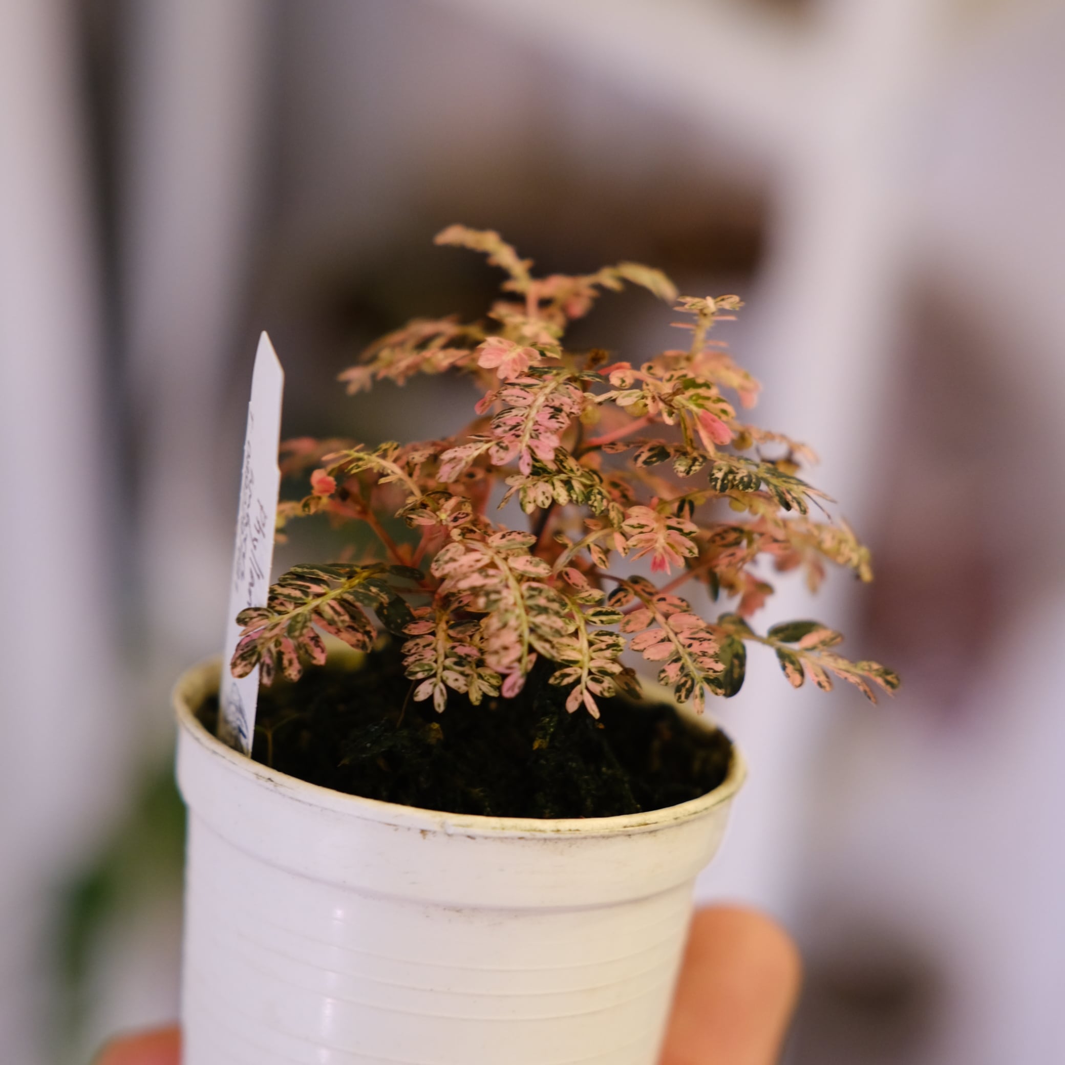 Phyllanthus urinaria 'Pink Variegated'│フィランサス・ウリナリア