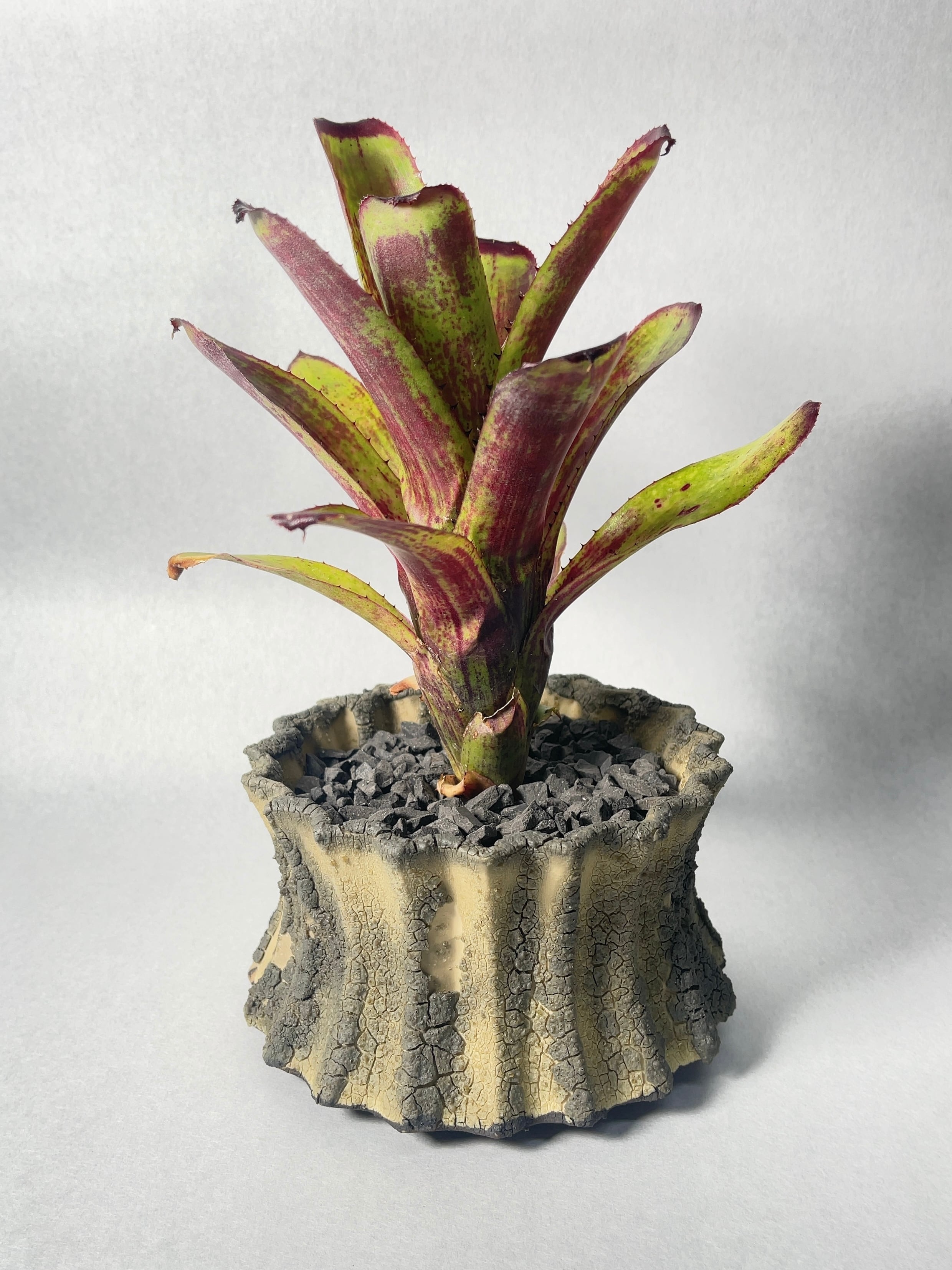 エクメア ヌディカウリス FLANEA ROSEA 子株付き 2 エクメア