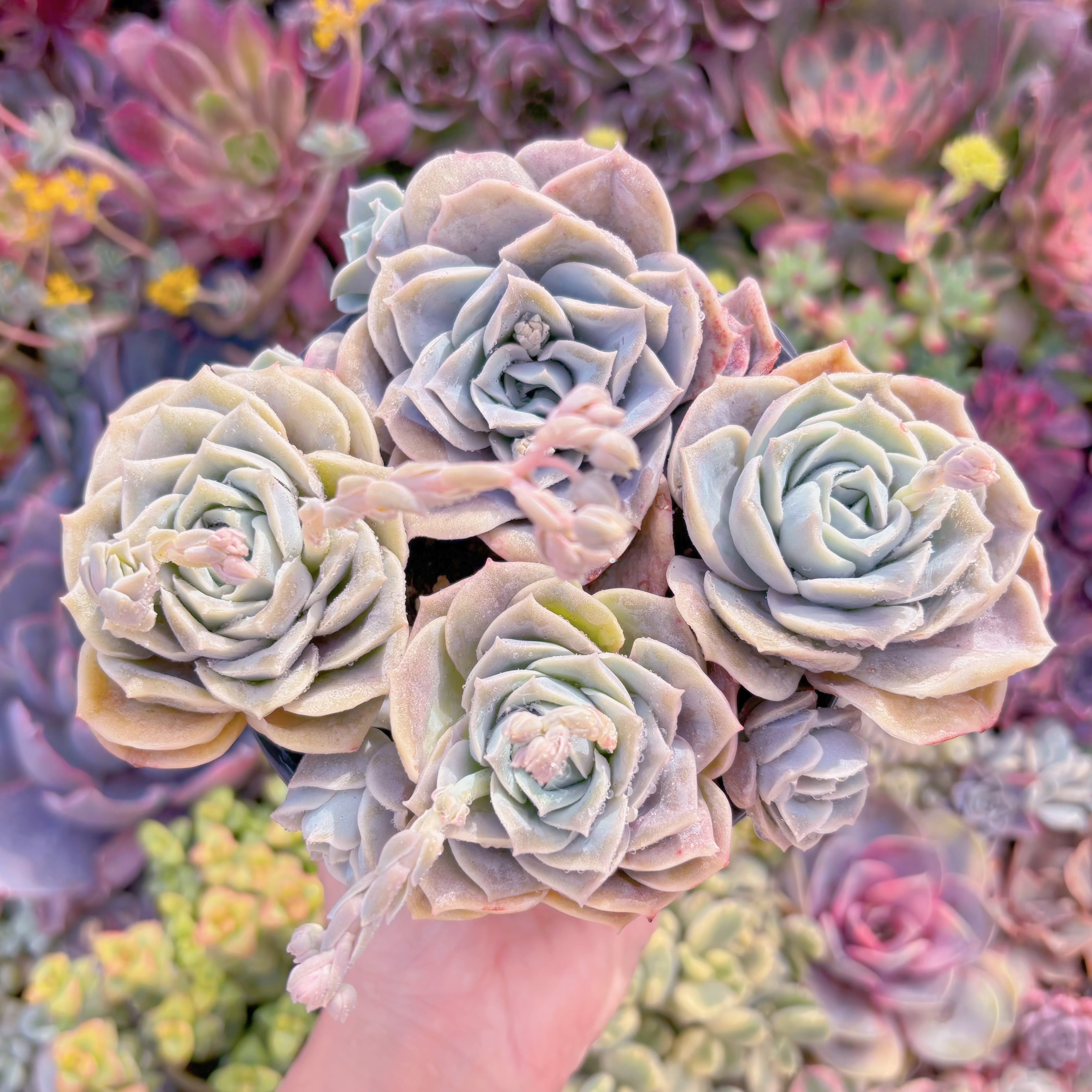 現品　ラブリーローズ#A07　るる農園