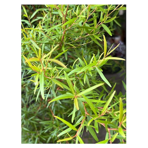 Lemon tea tree