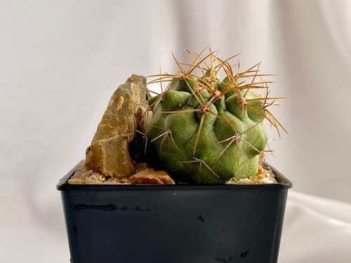 Copiapoa haseltoniana V. gigantea　コピアポア　ギガンティア　サボテン