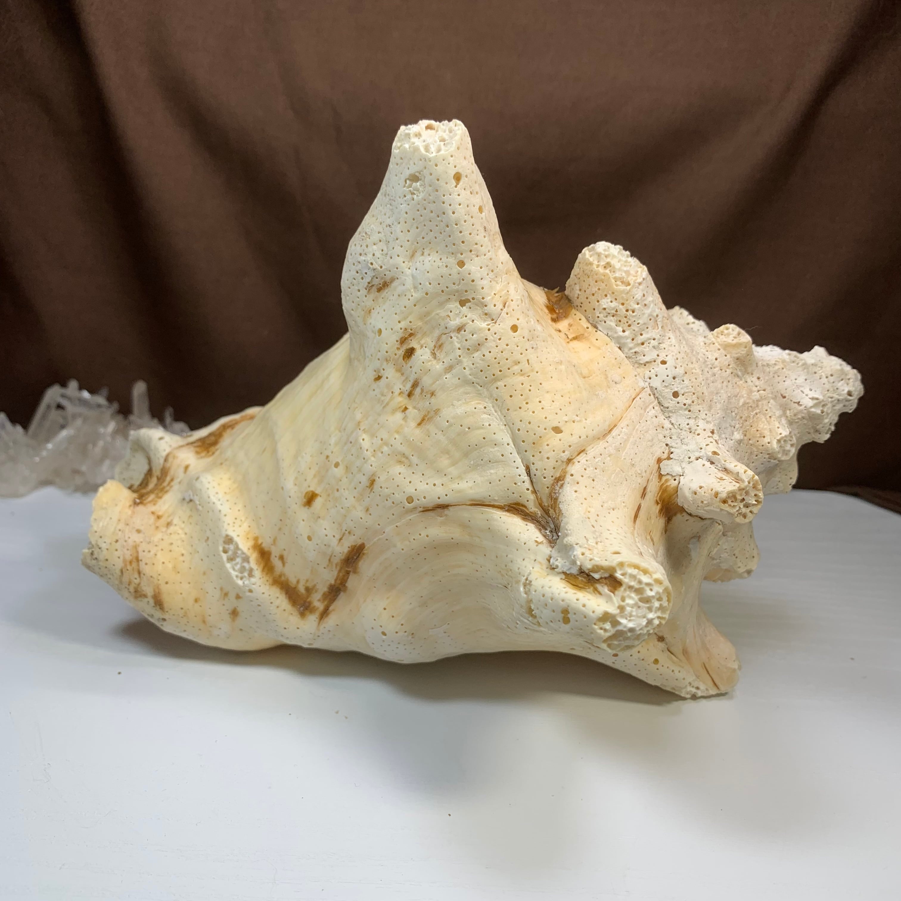 1.クイーンコンクシェル貝母・貝殻 | Naturaltreasure