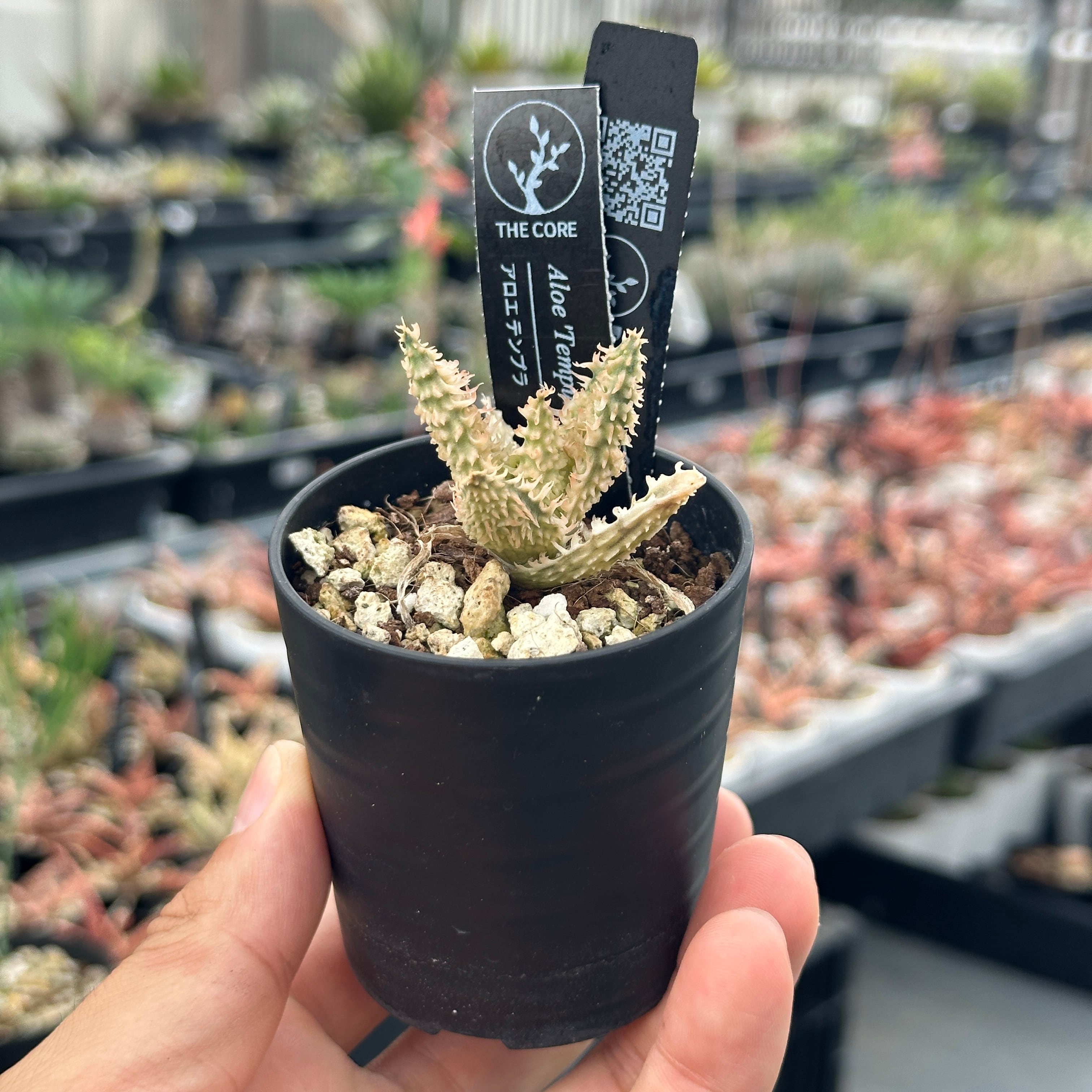 TCT Aloe hybrid Tempra アロエ テンプラ 親株 子株付き TCT アロエ テンプラ 親株 TCT Aloe hybrid Tempra アロエ