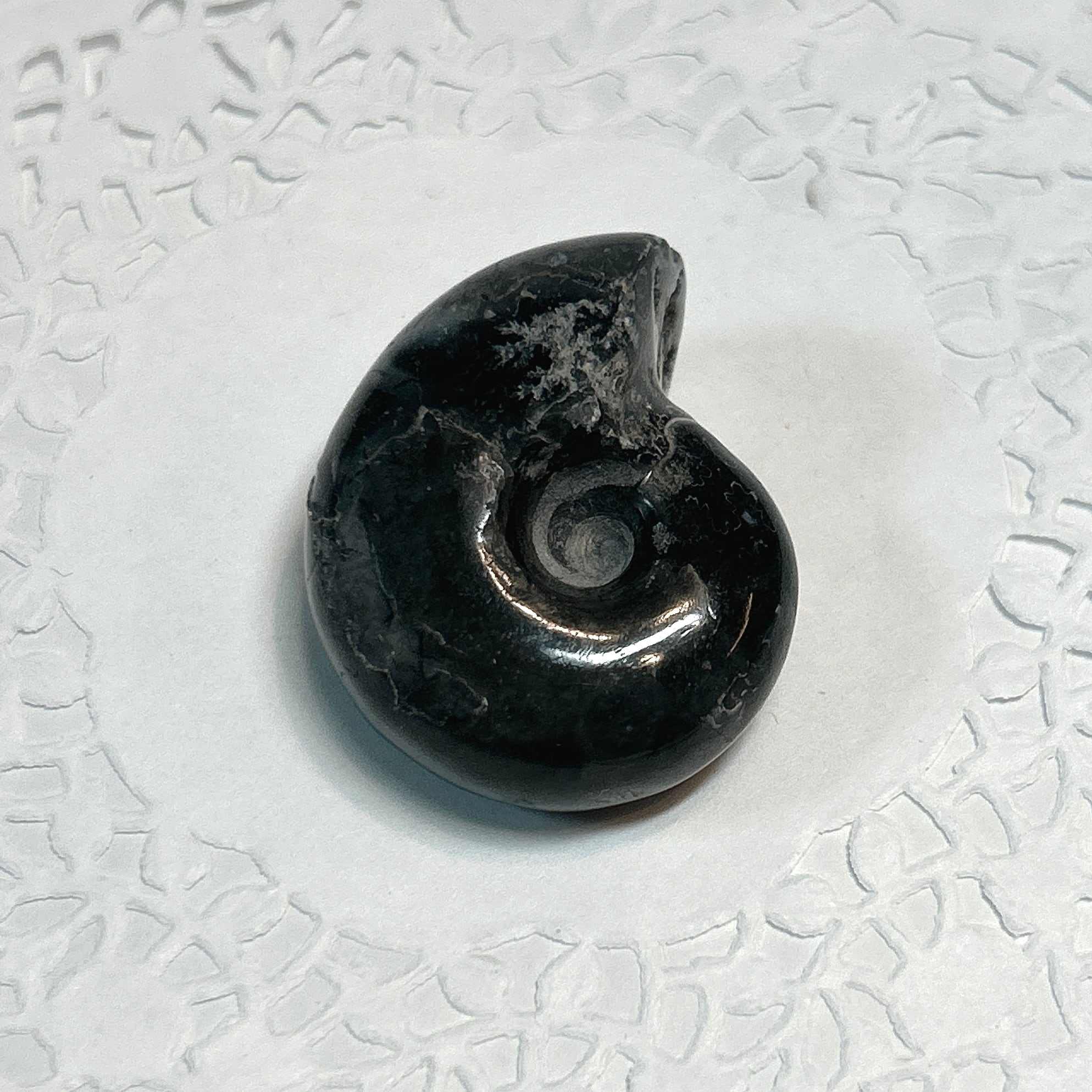 化石]アンモナイト（菊石） | クリスタル・ワールド御徒町店