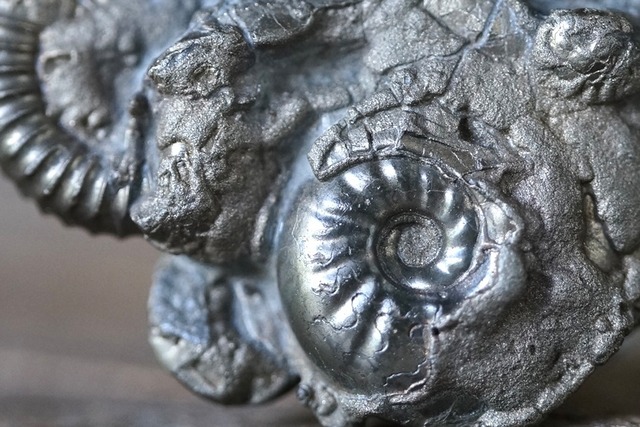 UK産パイライト化アンモナイトクラスター  Pyrite Ammonite