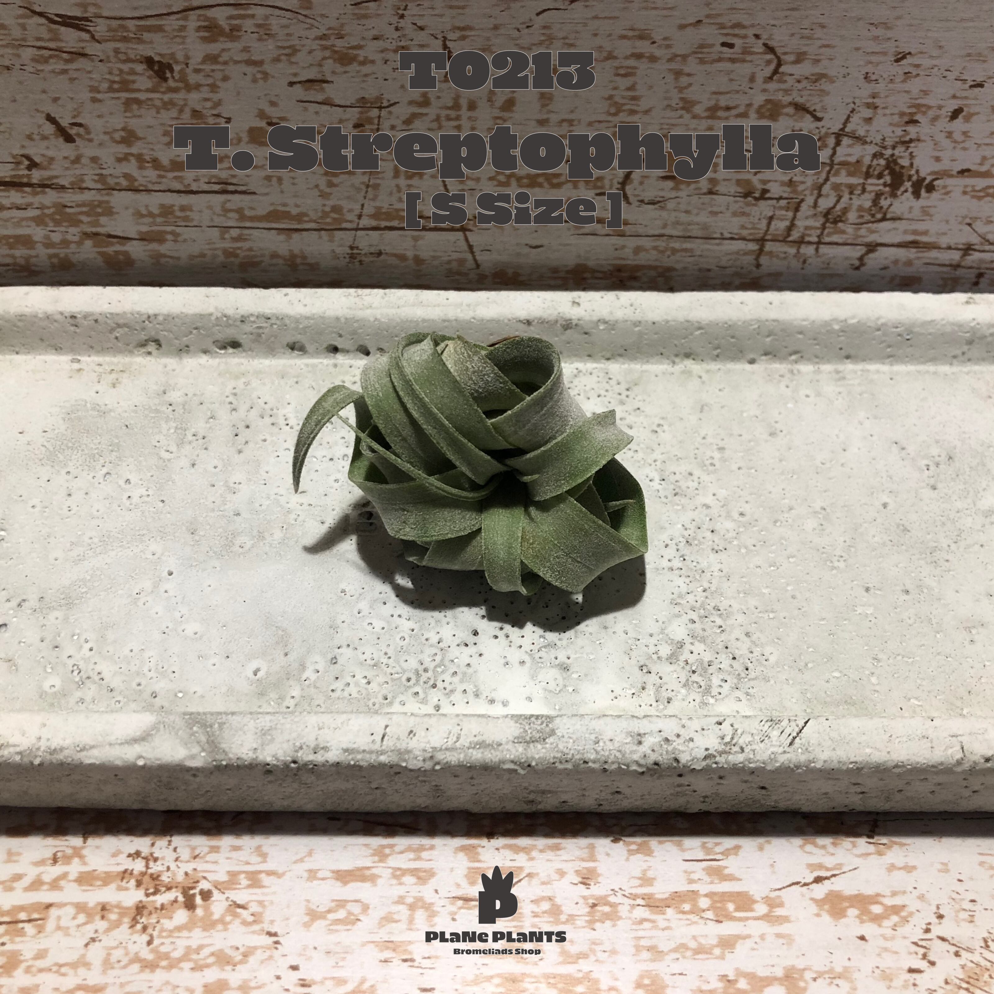 【送料無料】ストレプトフィラS〔エアプランツ〕現品発送T0213