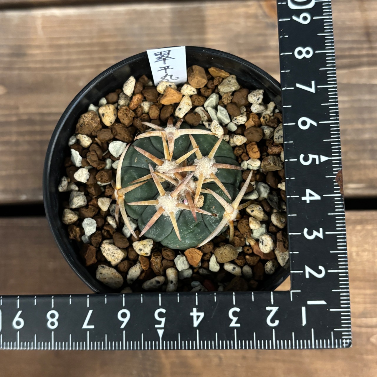 サボテン エキノカクタス 翠平丸 接ぎ降ろし【709】