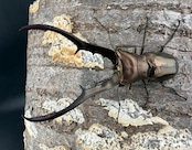 【WD】《メタリフェルホソアカ亜種フィナエ 79.5mm ペア》