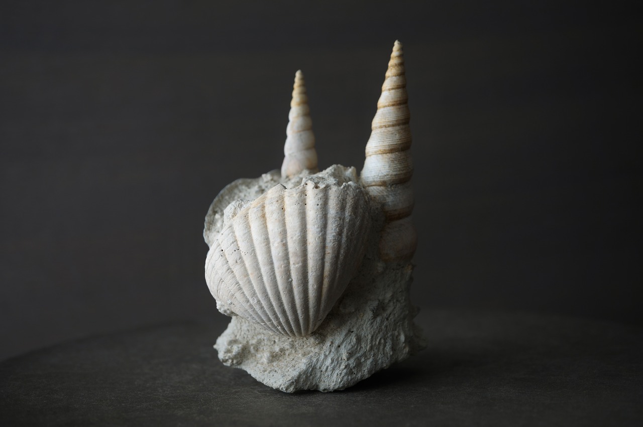 フランス産巻貝/二枚貝化石 Gastropod Fossil 2425