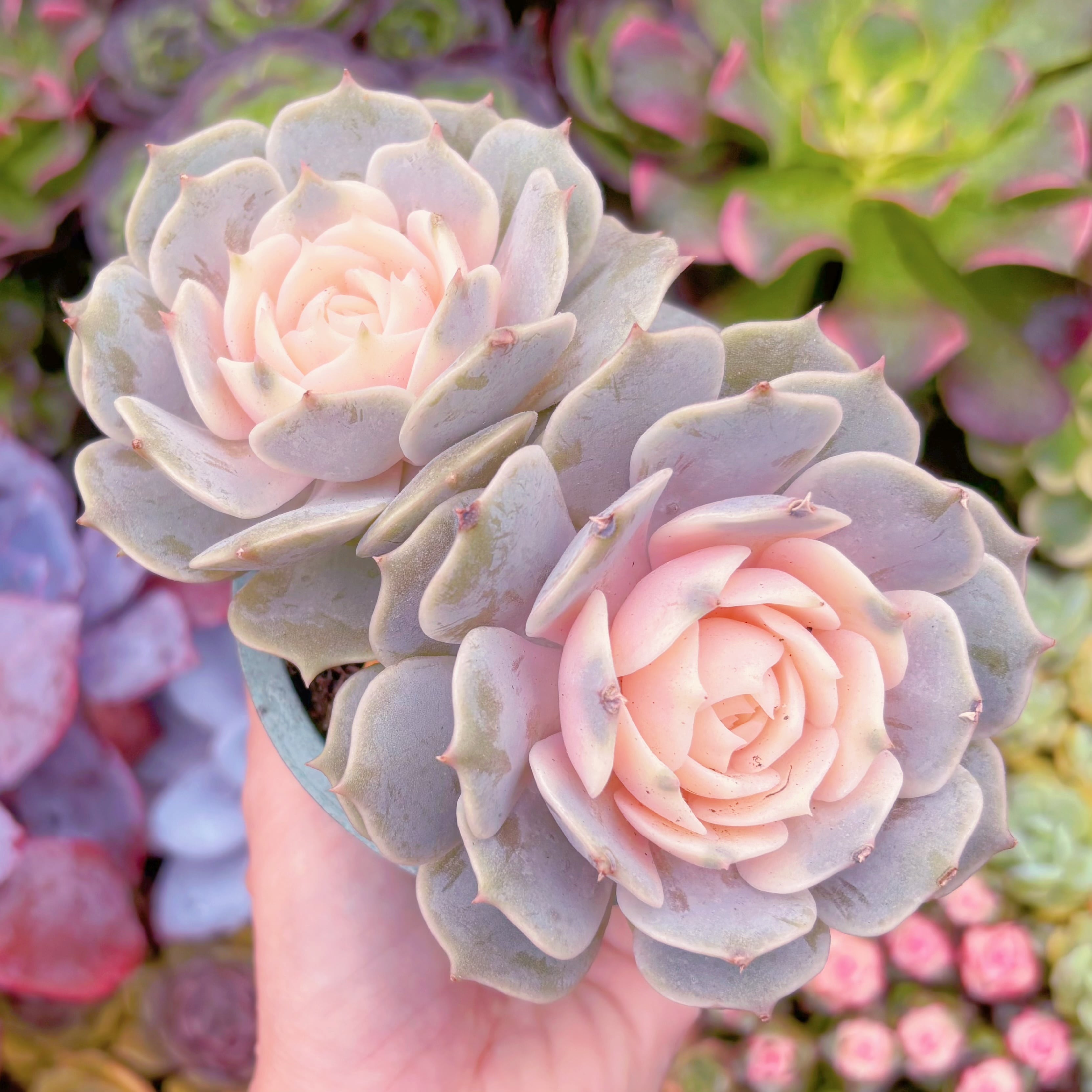 現品　ローラ錦#829　群生　るる農園