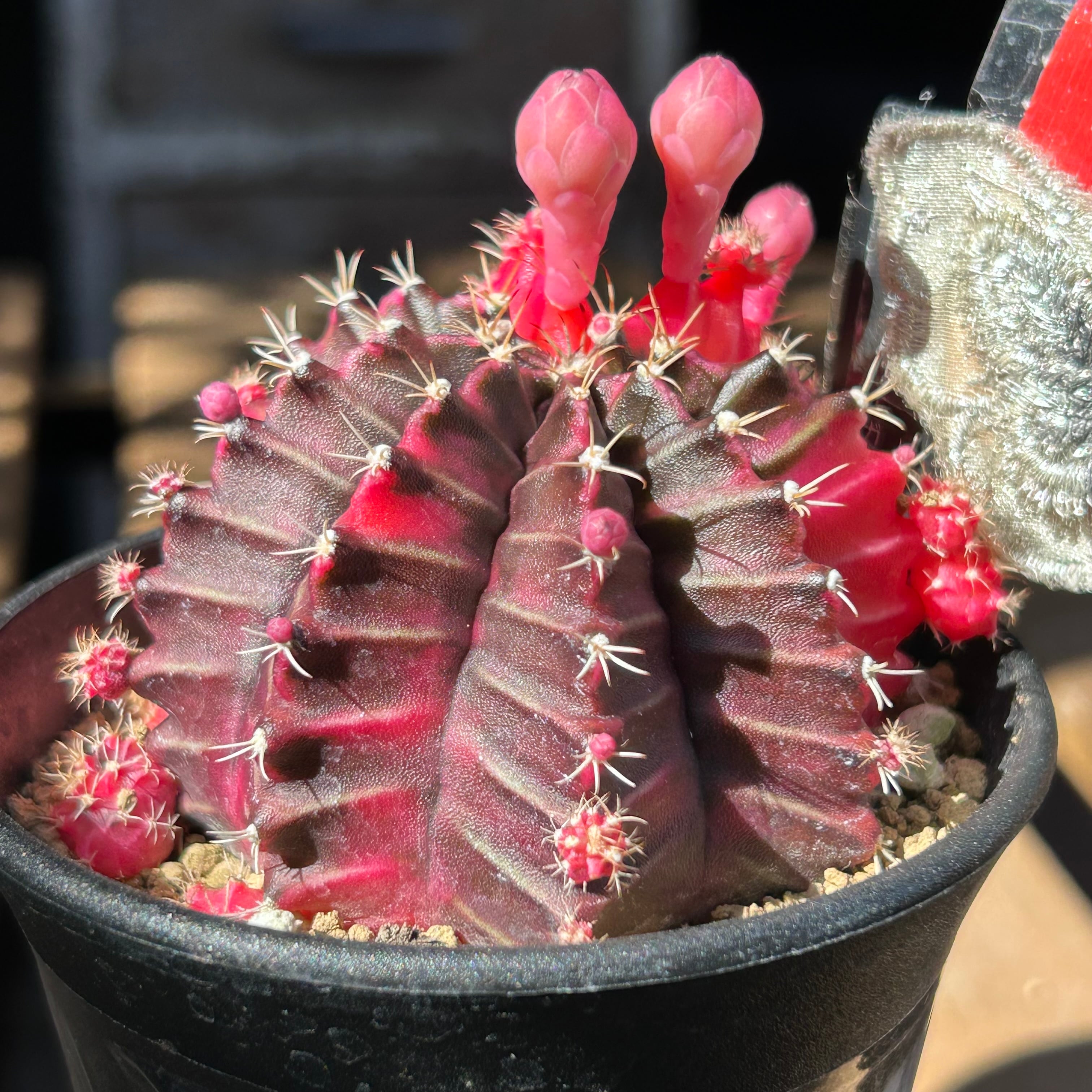 T)③ミハノビッチ バリエガータ ギムノカリウム | RuPo 多肉植物専門店