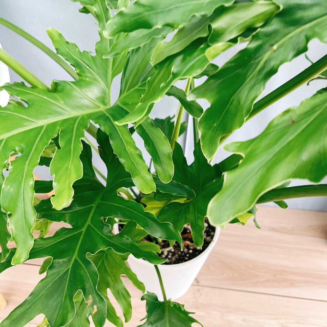 現品］13番 フィロデンドロン セローム ホープ 10号 観葉植物 室内