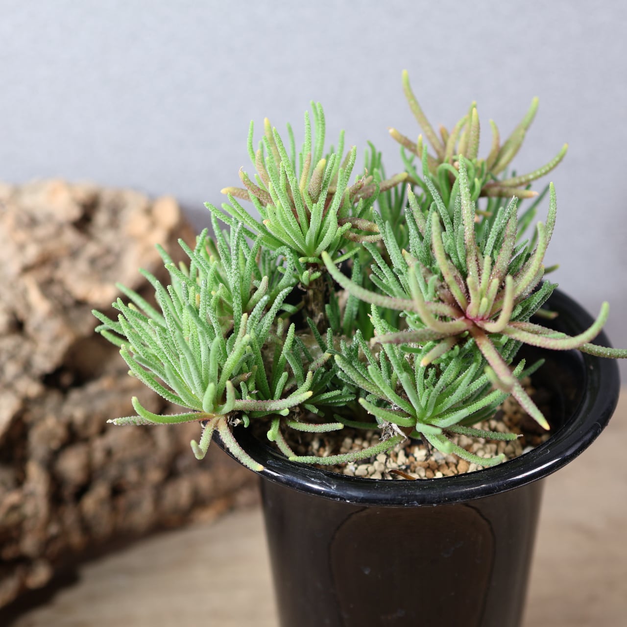 MARX PLANTS | 観葉植物・多肉植物・塊根植物