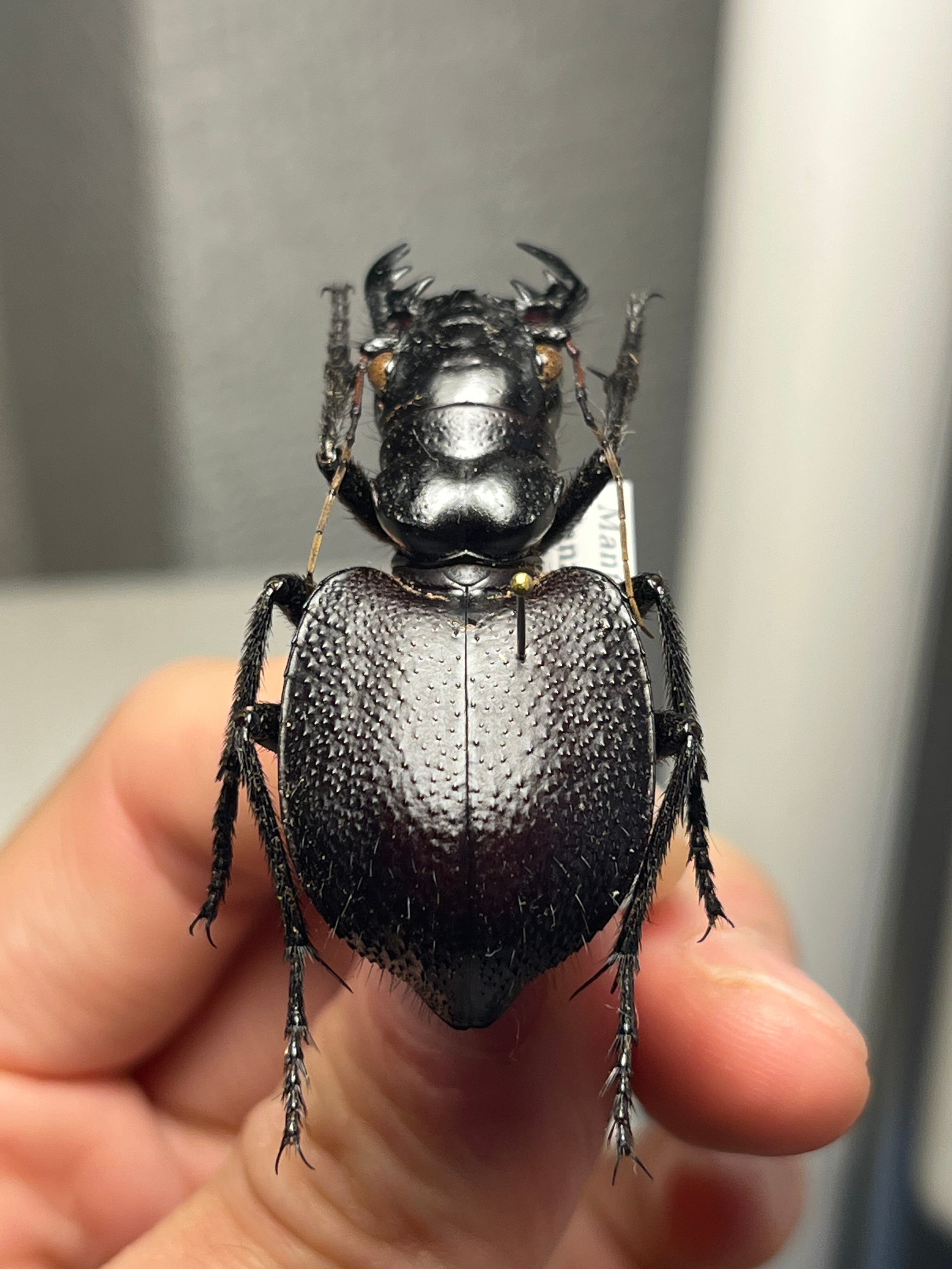 美麗♀】オオエンマハンミョウ Manticora タンザニア産 昆虫標本