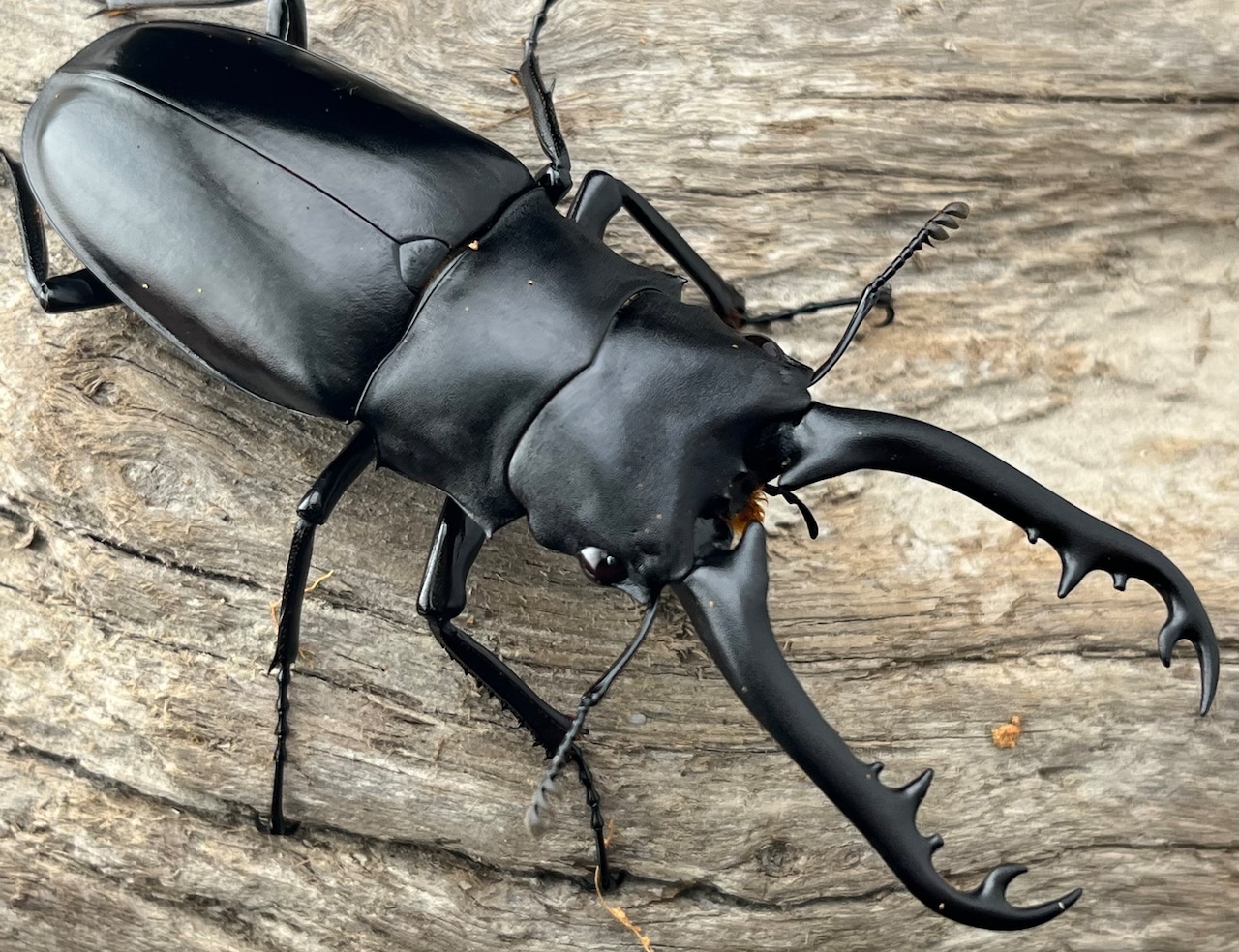 【WD】《 ギラファノコギリ亜種ボロブドゥール 87mm ペア》