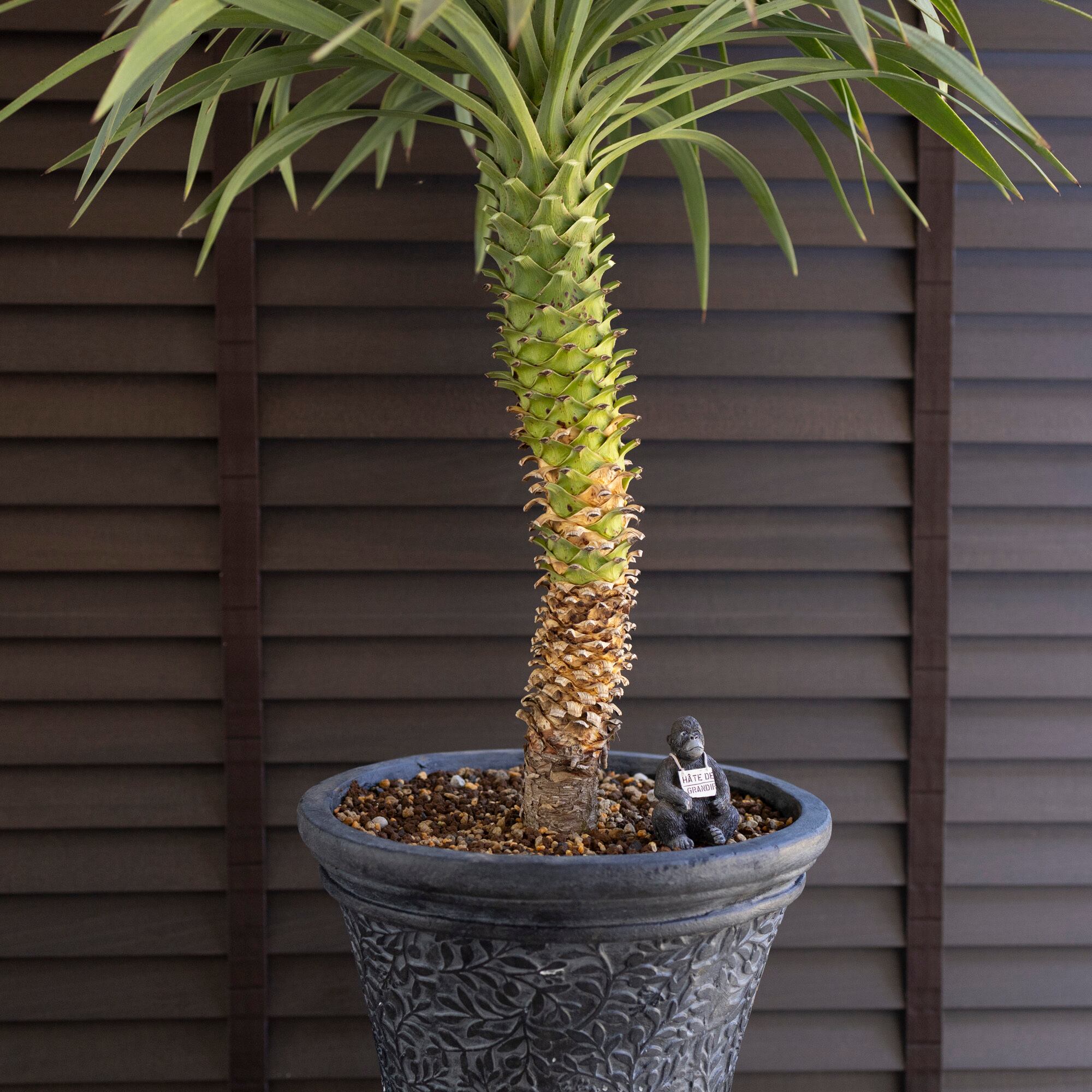 ユッカ デスメティアーナ Yucca Desmetiana 9号 陶器鉢 ヤシ 0628NV