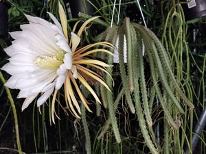 Selenicereus 'Turnip Farm' 　５号吊り鉢　着脱受け皿付き