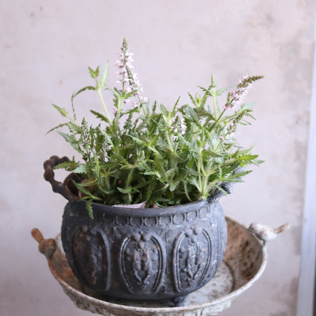 mondimanche サルビア　フェザーズ　フラミンゴ｜ピンクのお花　栄養系　宿根草　新種で寄せ植えや花壇にオススメ　