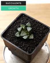 抜き苗 ハオルチア ベイエリー 長期養生苗 Haworthia bayeri
