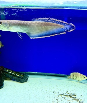 ワイルドブラックアロワナ（ブルー）