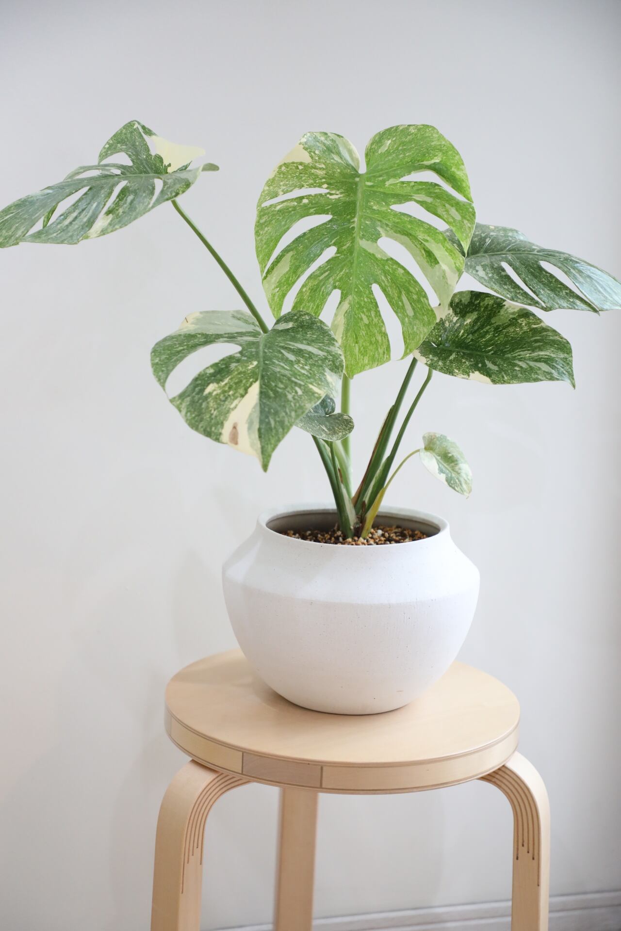 M】【希少】モンステラ グリーンスノウ/Monstera deliciosa 'Green