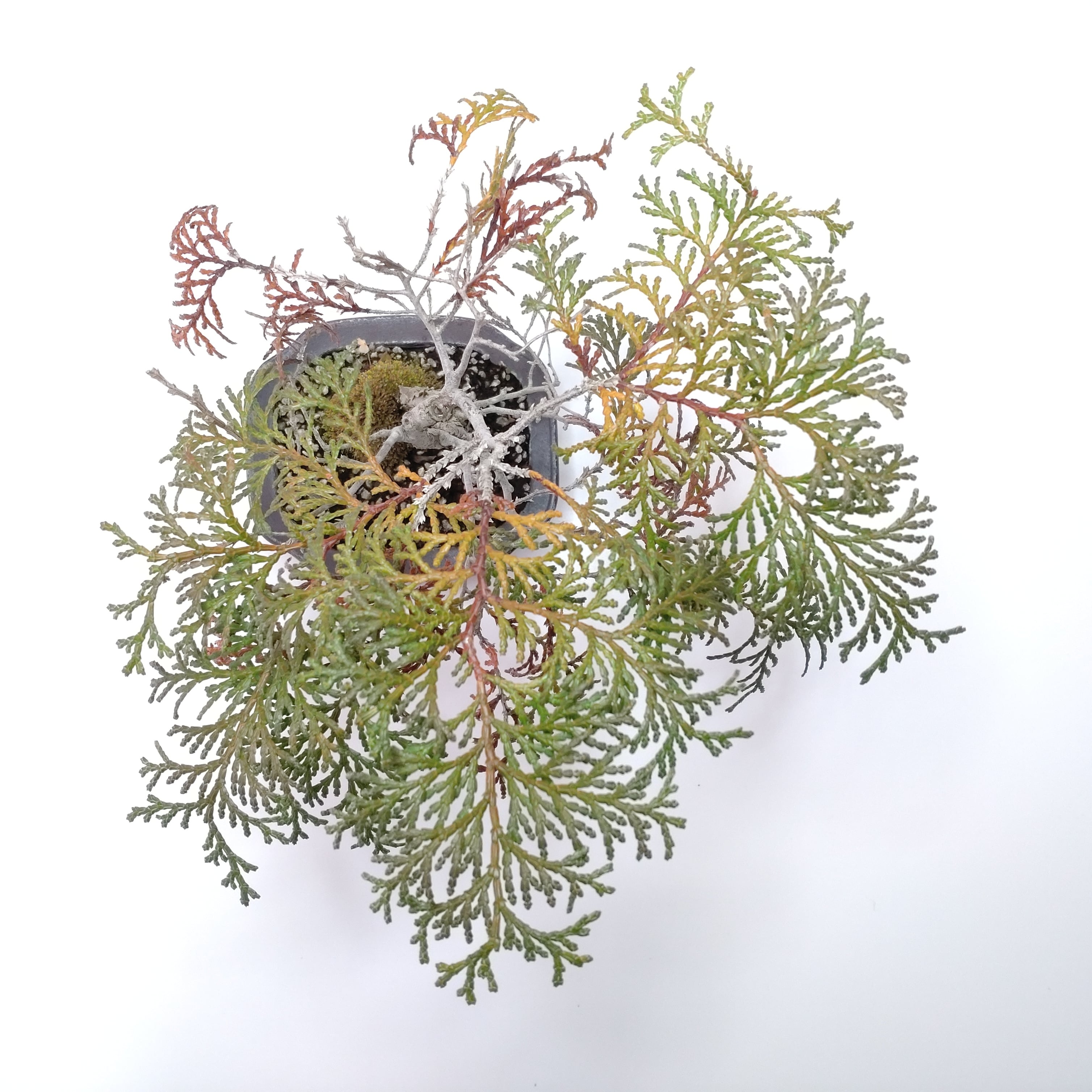 檜（ヒノキ）盆栽 SS004 | 盆栽創【Bonsaisou】