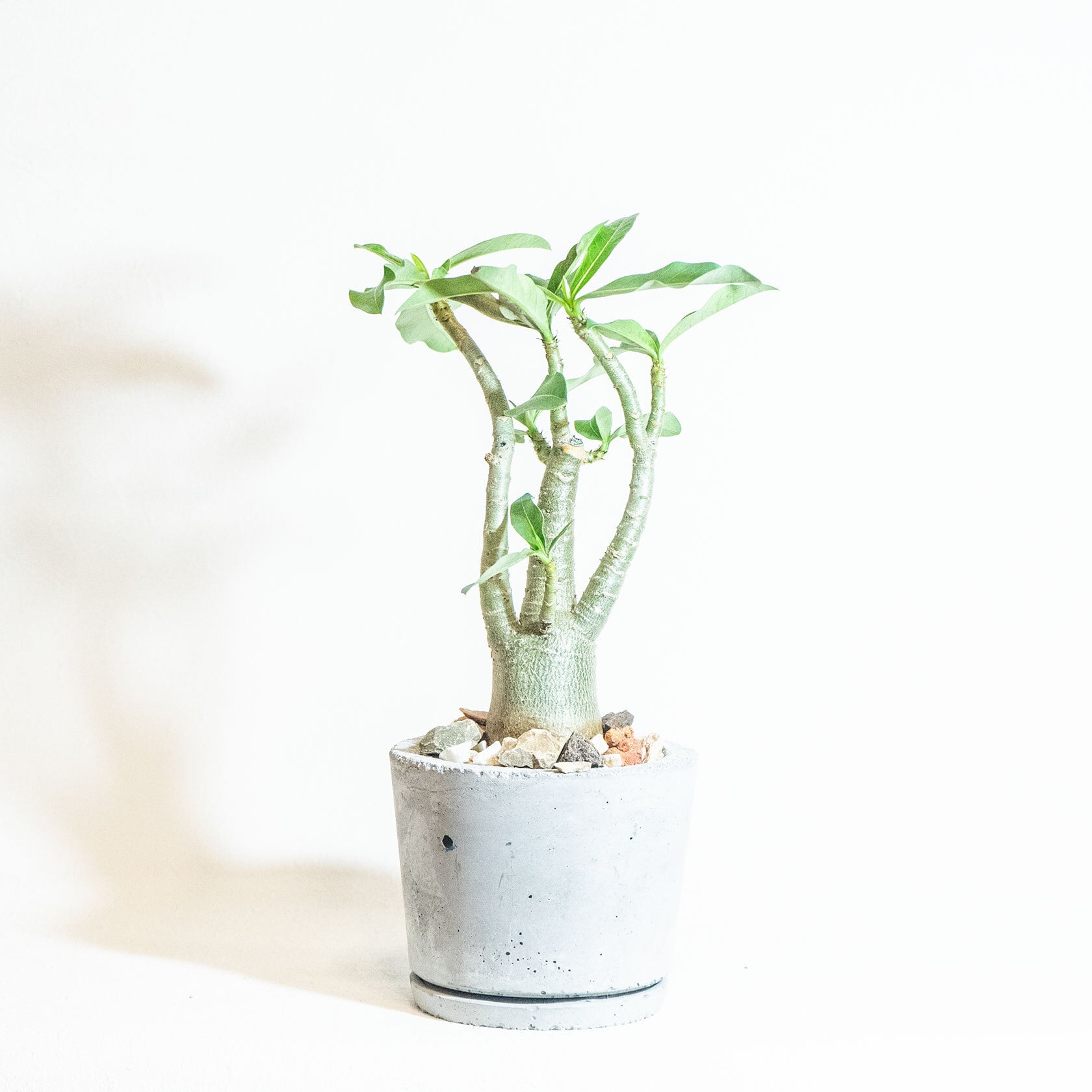 ＼送料無料／≪ 多肉植物 ≫室内管理もオッケーなアデニウムの鉢植え｜シンプルでお部屋を選ばない手作りモルタル鉢