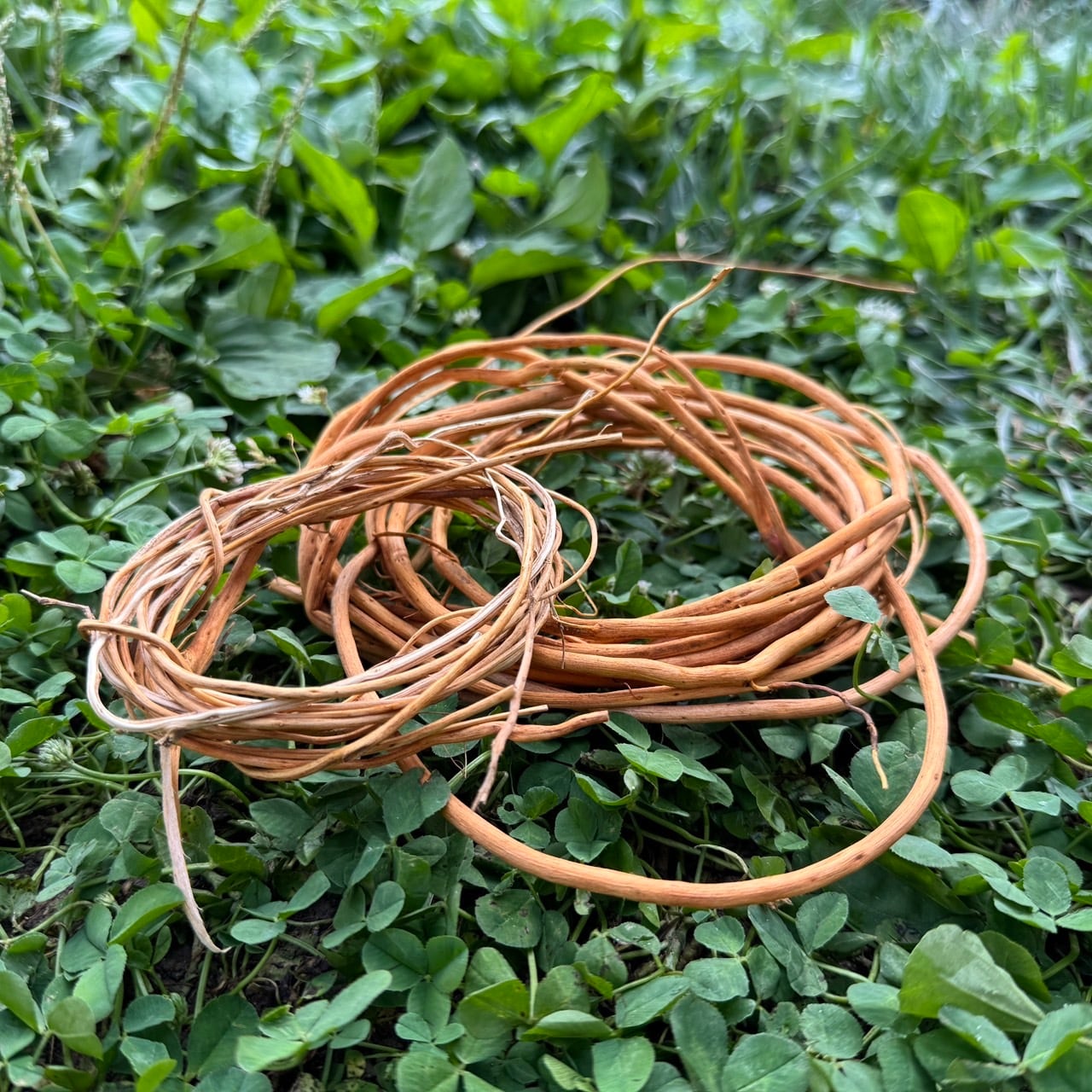 根っこ｜樹皮細工用【準備中】