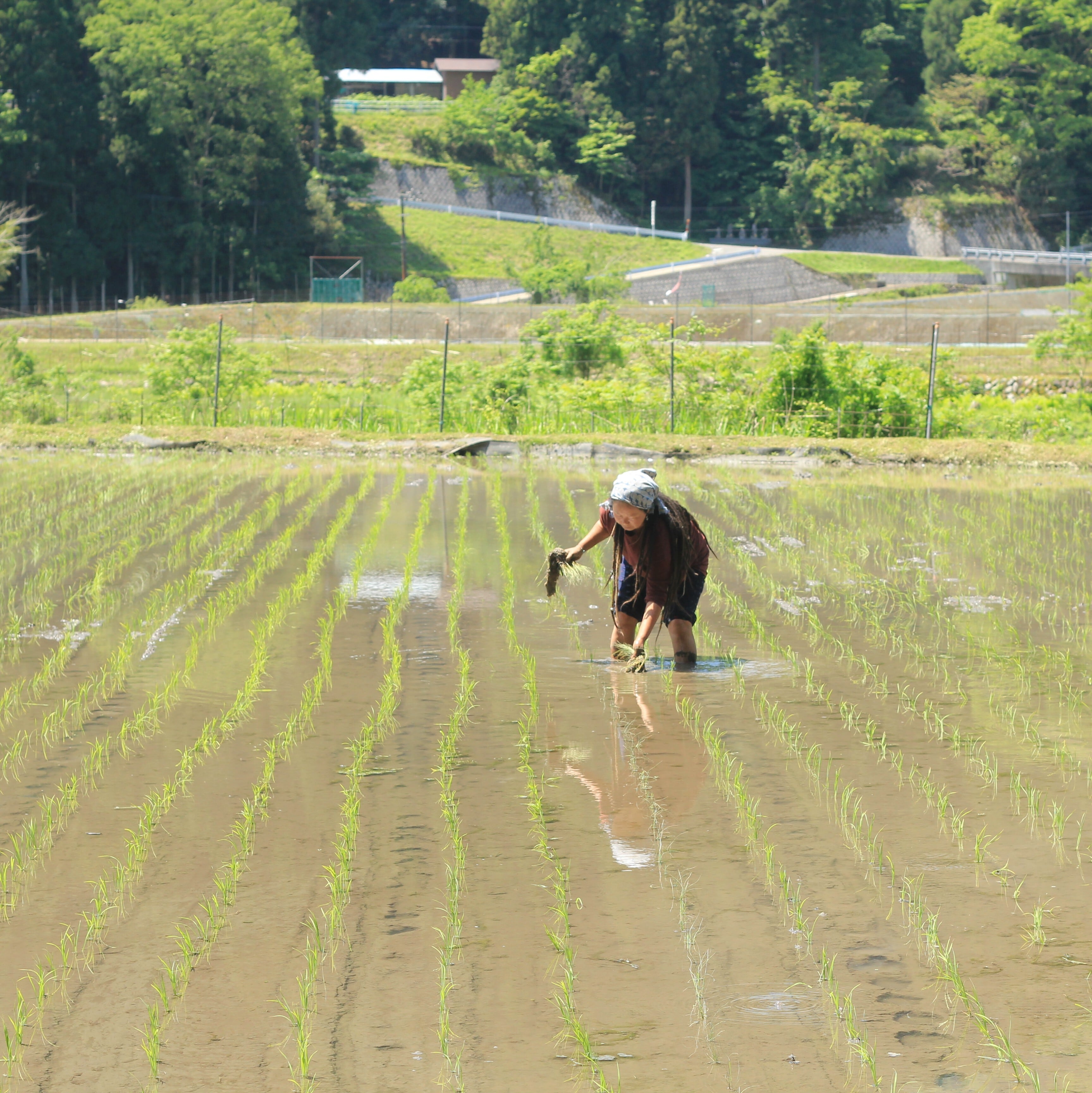 岐阜県根尾産・令和7年新米【減農薬・特別栽培コシヒカリ】安穏米 5kg