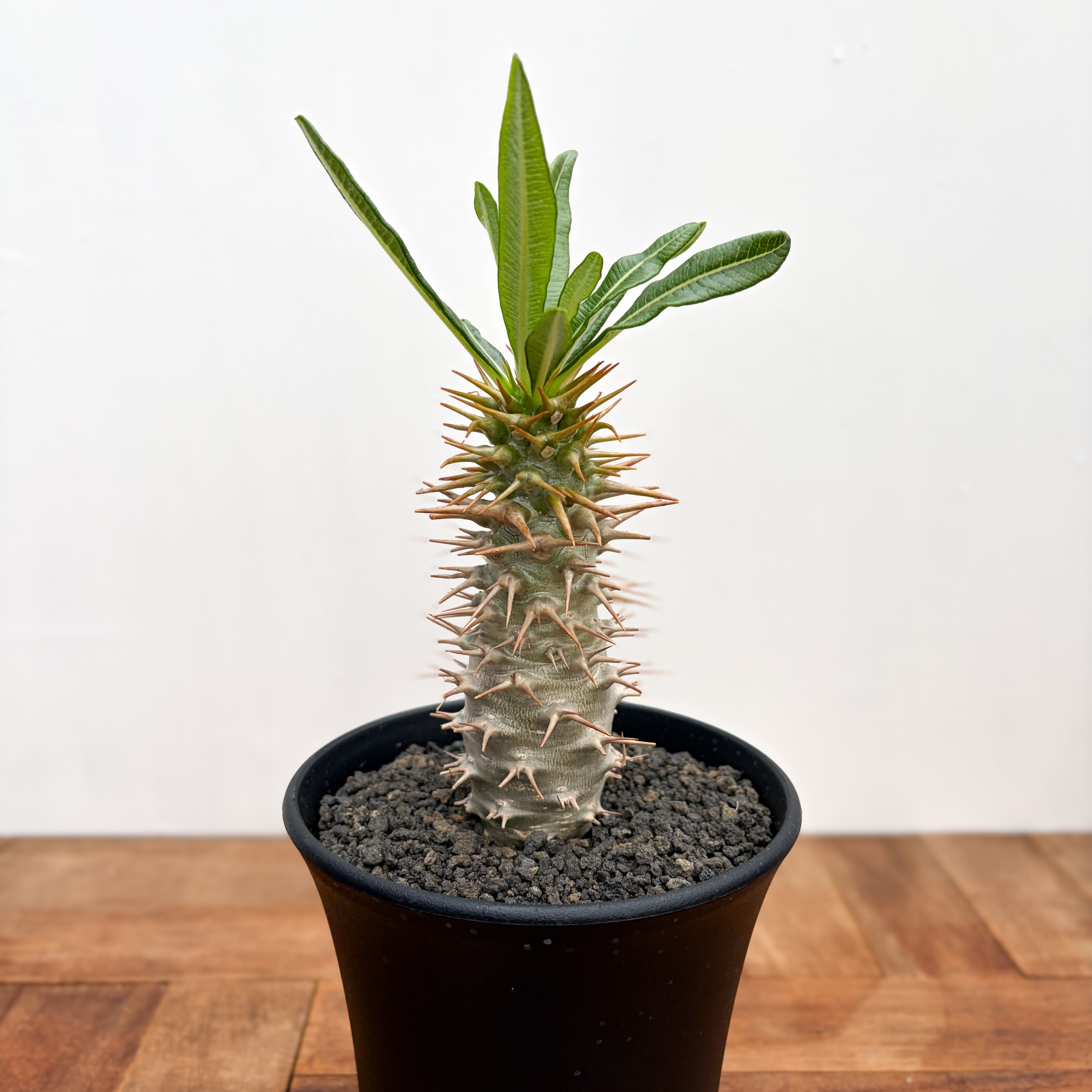 ②実生 パキポディウム アンボンゲンセ Pachypodium ambongense【パキポディウム・アンボンゲンセ・実生