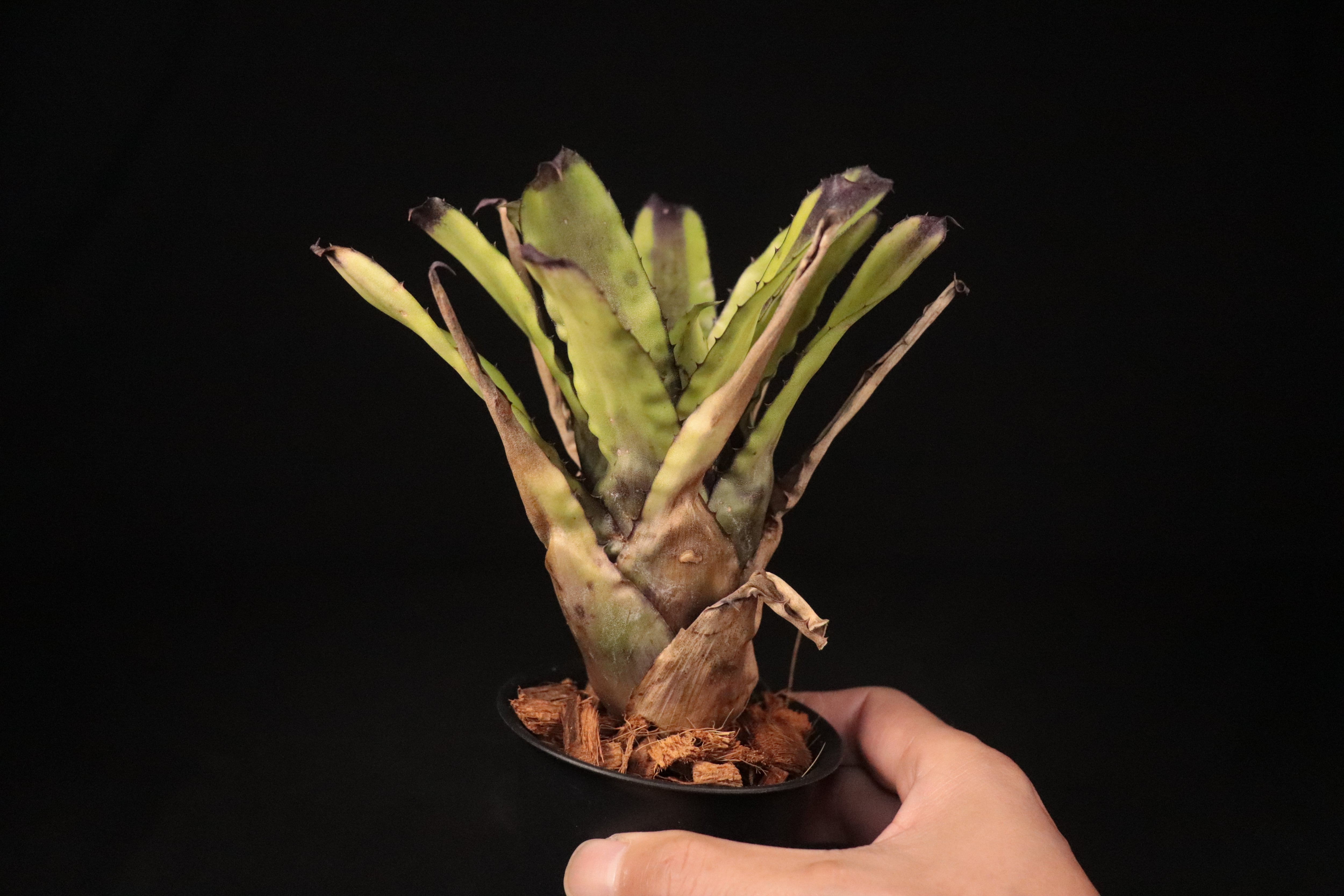 送料無料】Canistrum triangulare Dark Clone〔カニストラム〕現品発送