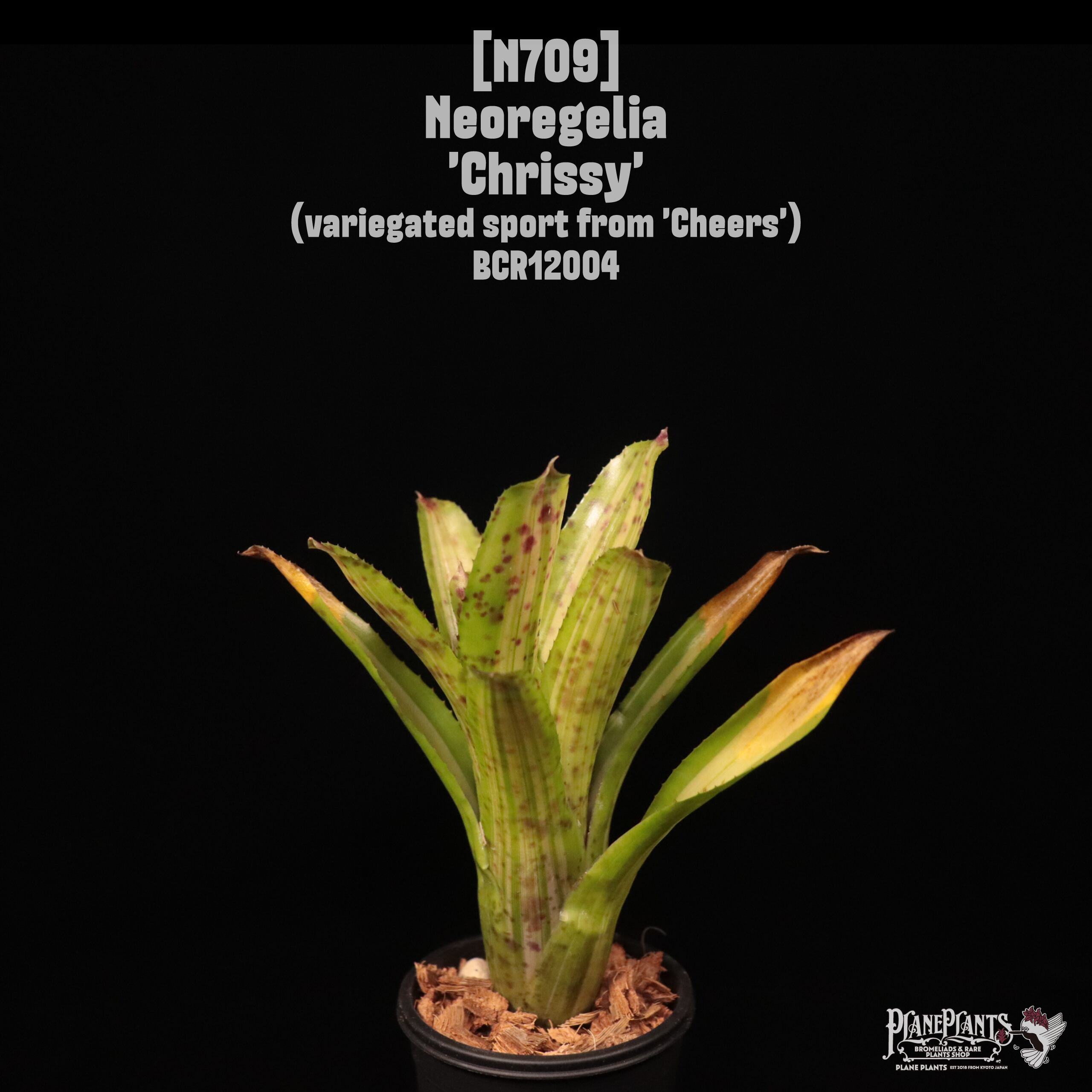 Neoregelia 'Chrissy'〔ネオレゲリア〕N709