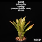 Neoregelia 'Chrissy'〔ネオレゲリア〕N709