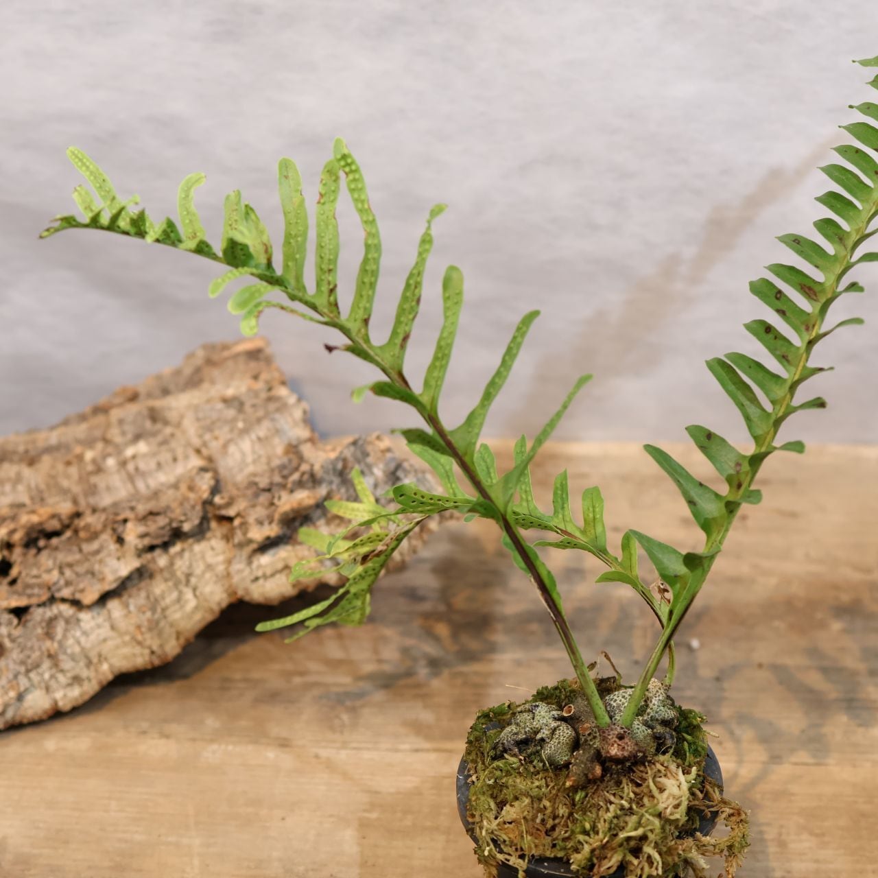 Lecanopteris romarioidesアリ植物　枝つき　シダ植物 Lecanopteris romarioidesアリ植物 枝つき シダ植物 観葉植物