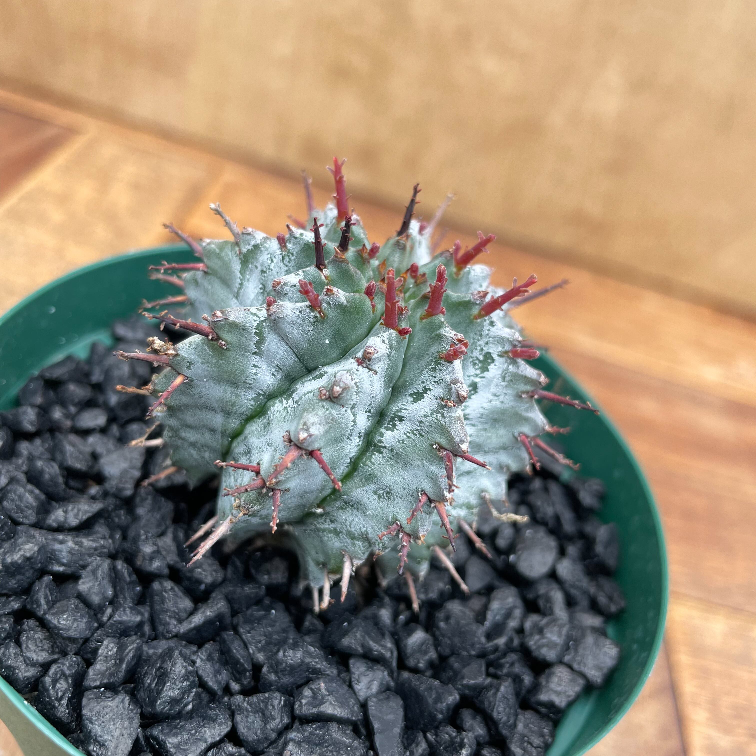 Euphorbia horrida【ユーフォルビア・ホリダ】 | RIMO