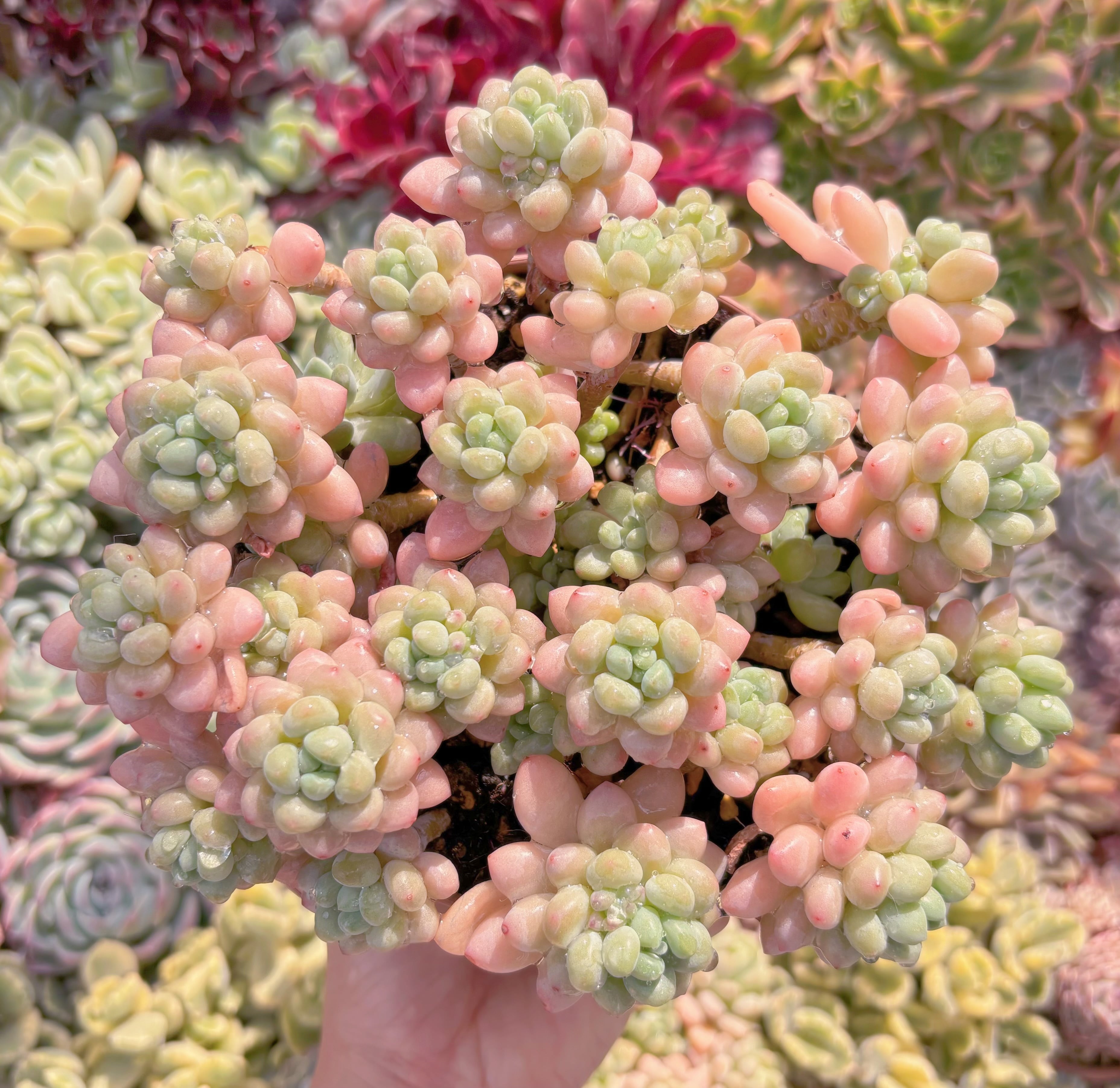 現品　ストロベリーミルク#B65   特大　るる農園