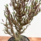 Tyrecodon buchholziana loeriesfontein【チレコドン・ブッコルジアナ】