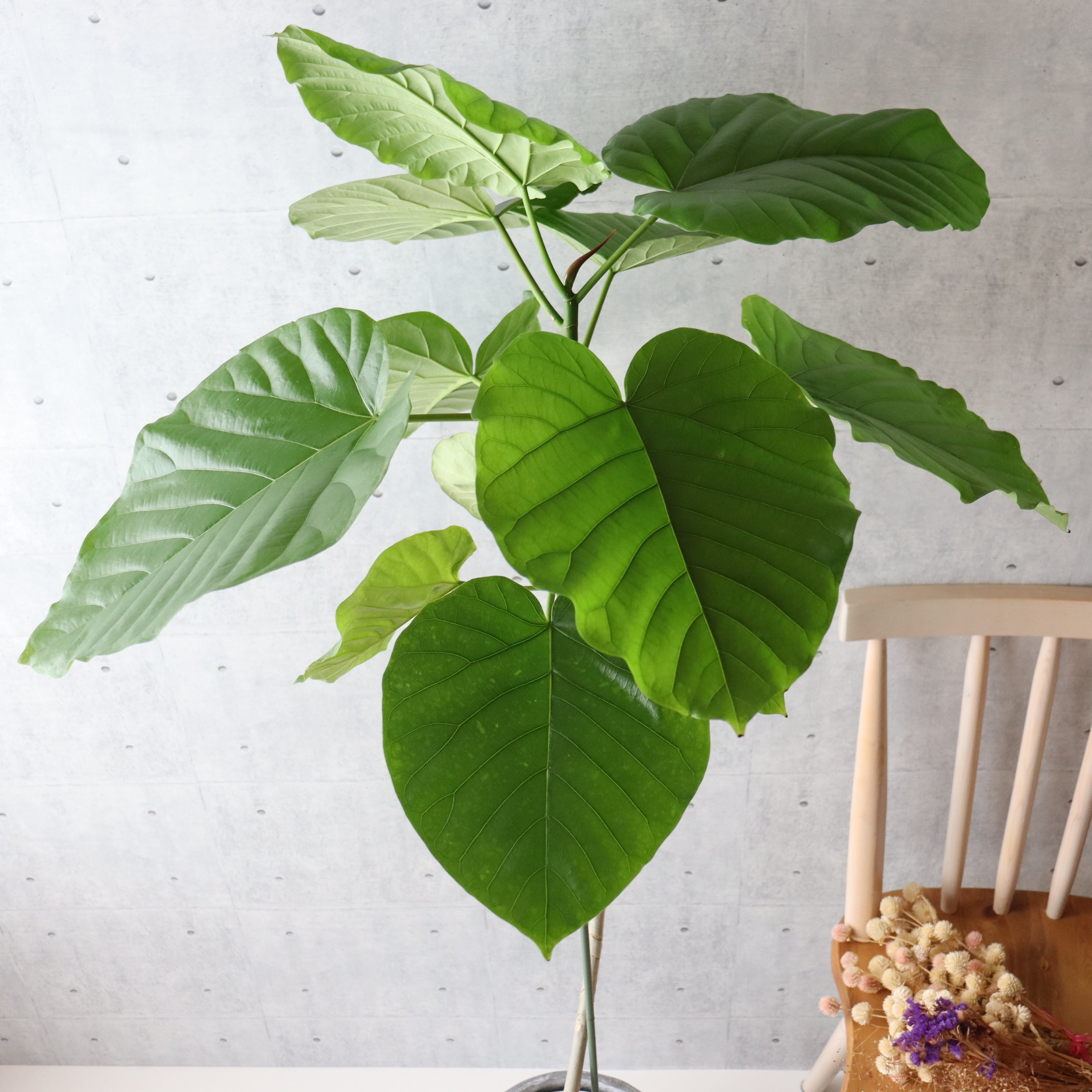 最高級のスーパー フィカス ウンベラータ 145cm 8号 植物/観葉植物