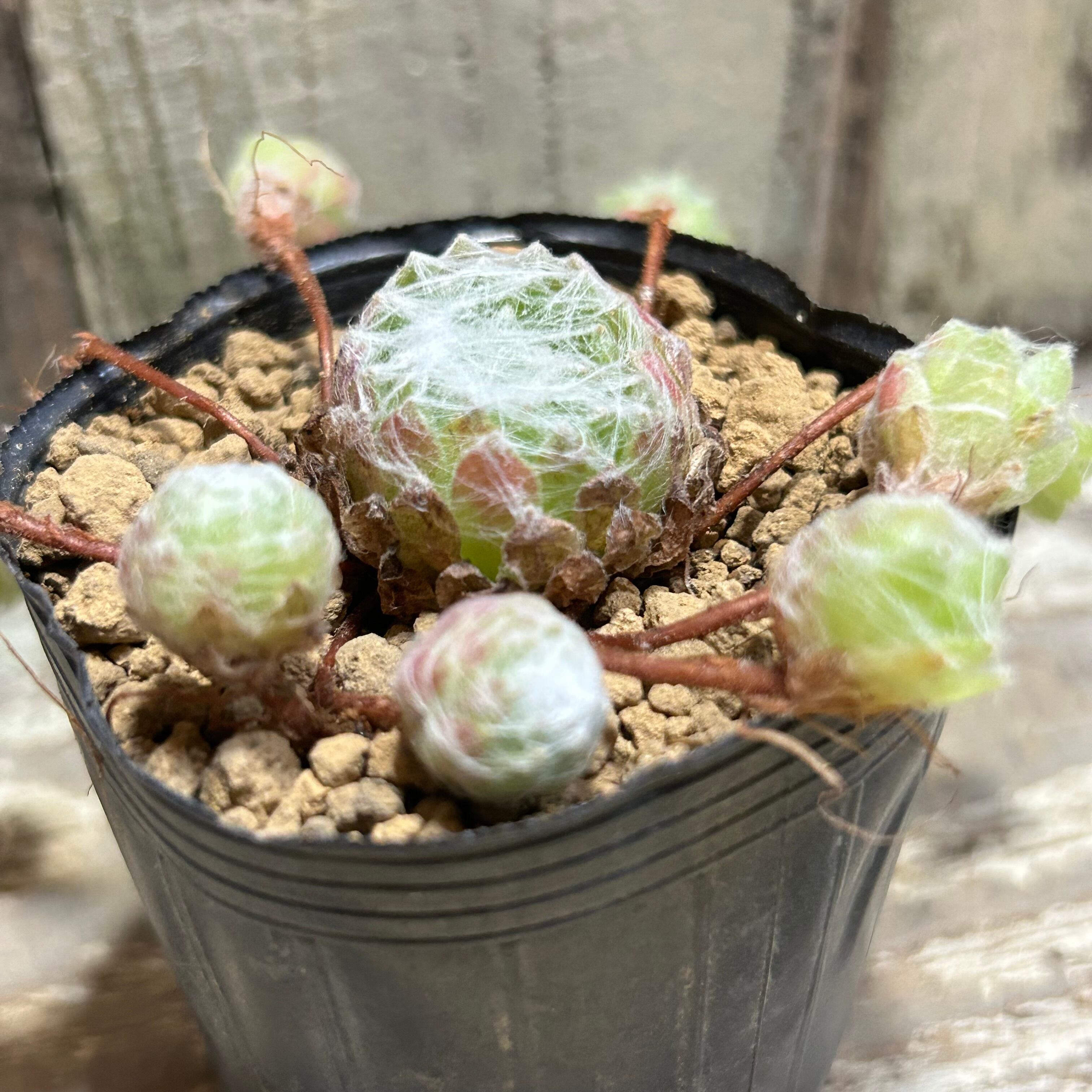 センペル | RuPo 多肉植物専門店